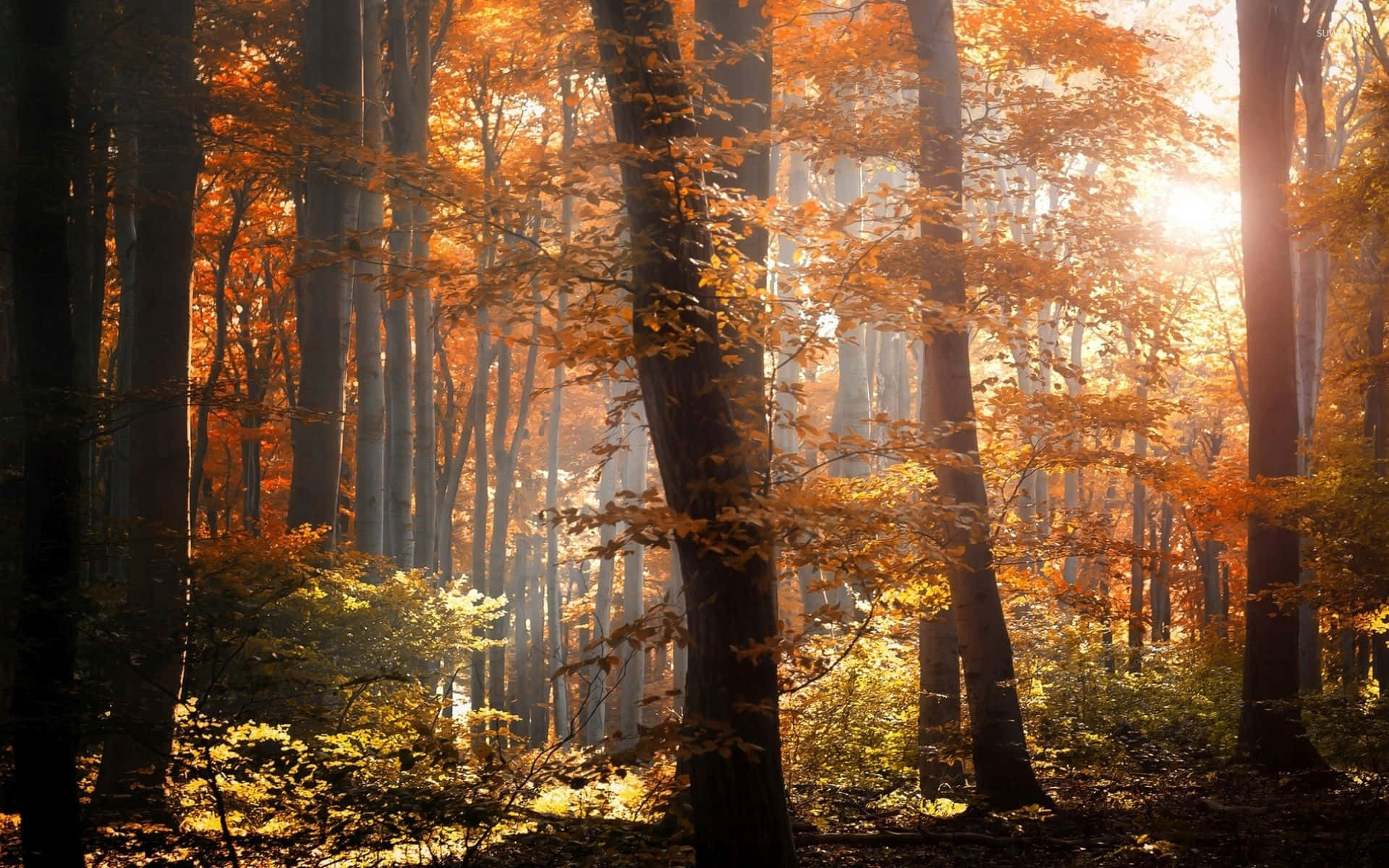 Fall Mist - Peaceful Autumn Forest Scene Wallpaper