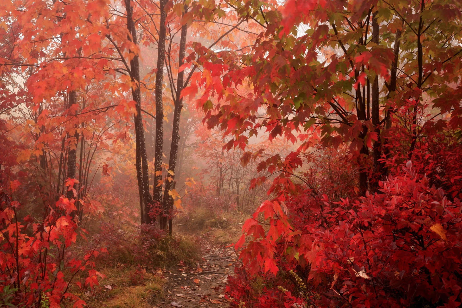 Enchanting Fall Mist in the Forest Wallpaper