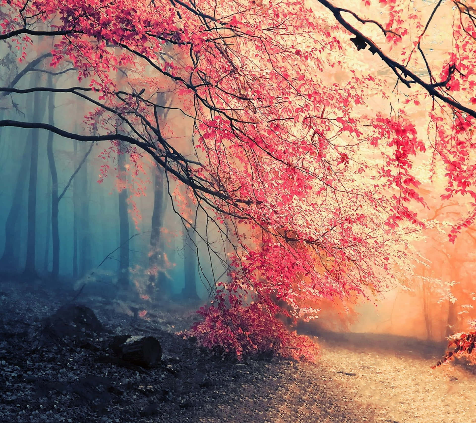 Enchanting Fall Mist Wallpaper