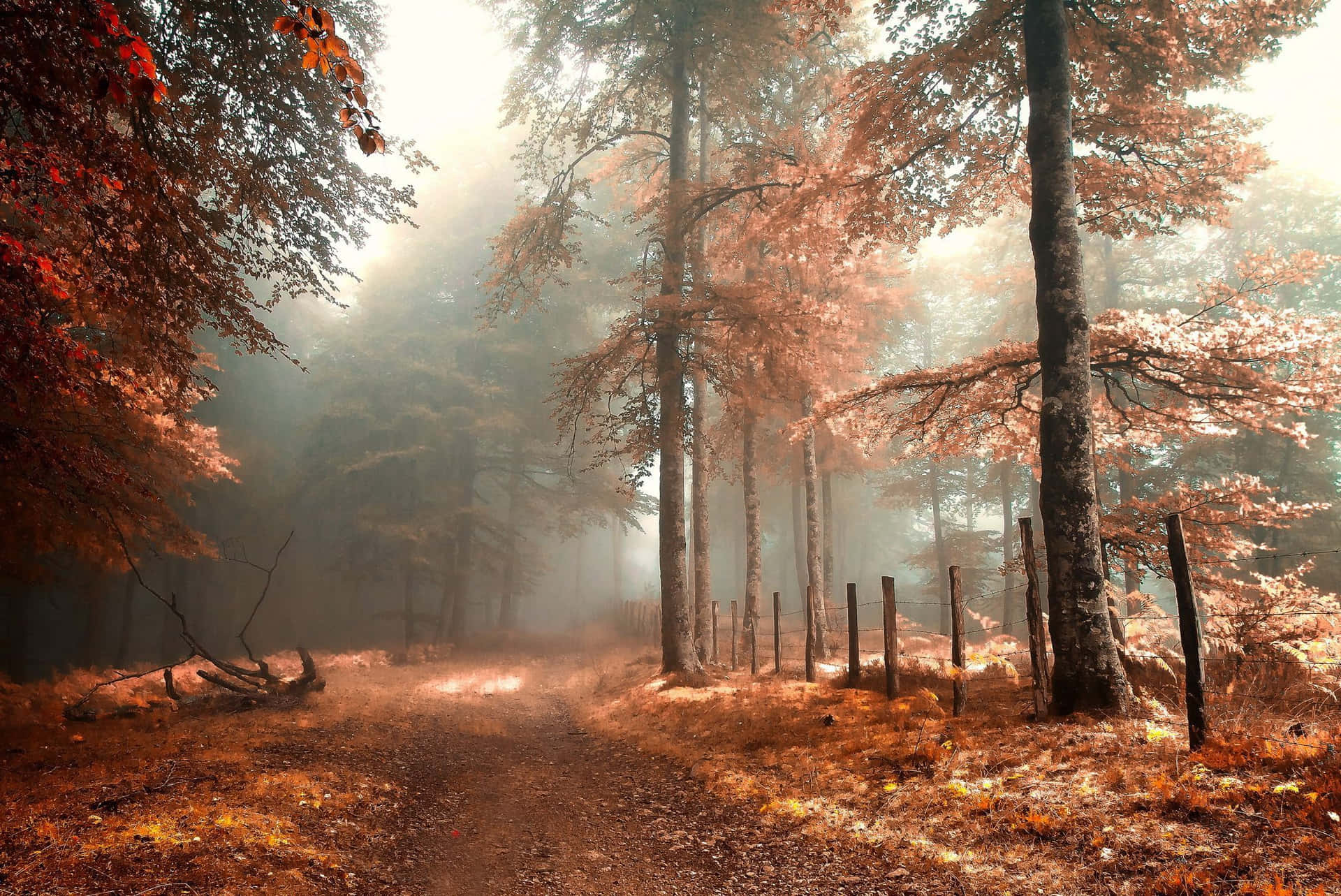 Enchanting Fall Mist in the Lush Forest Wallpaper