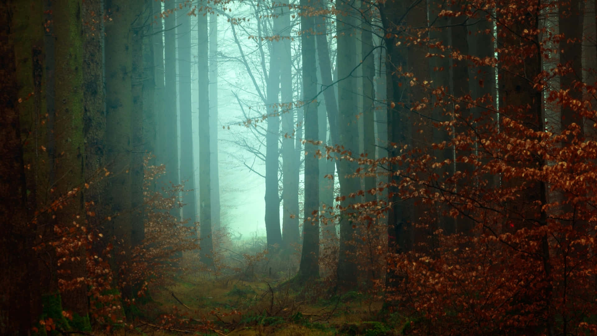 Serene Fall Mist in the Forest Wallpaper