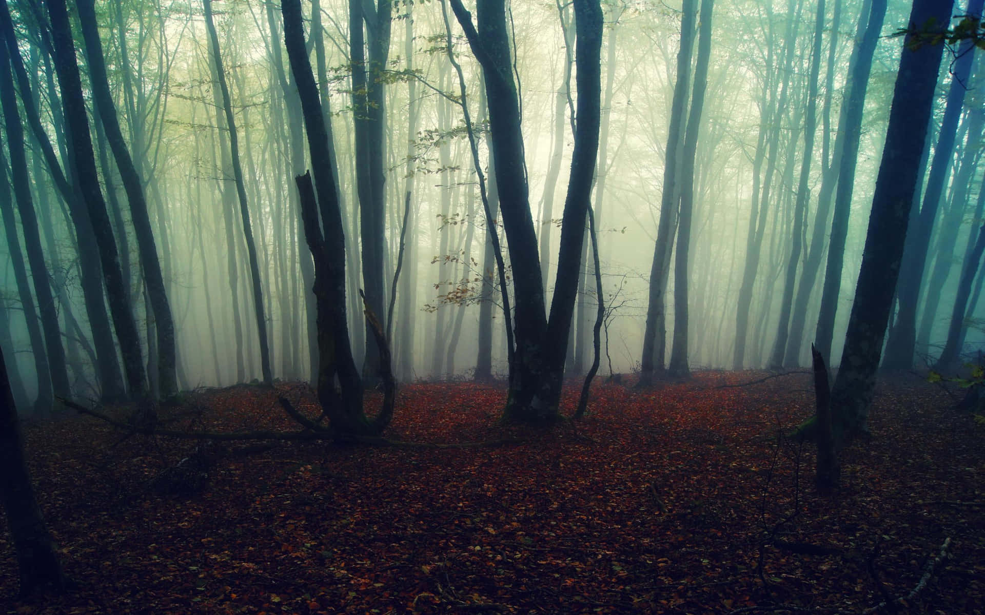 "Enchanting Fall Mist in a Serene Forest Landscape" Wallpaper