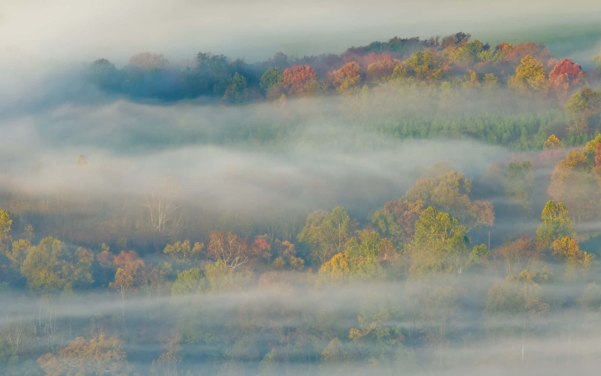 Enchanting Fall Mist over Scenic Forest Wallpaper