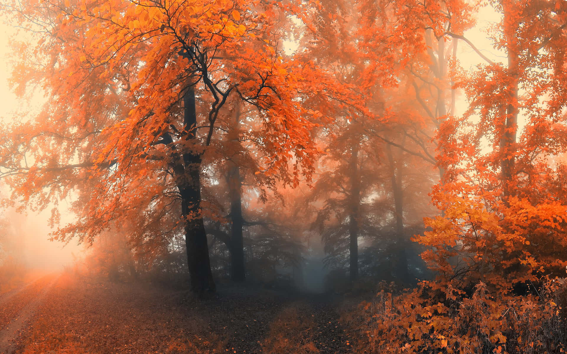 Enchanting Fall Mist Over a Serene Forest Wallpaper