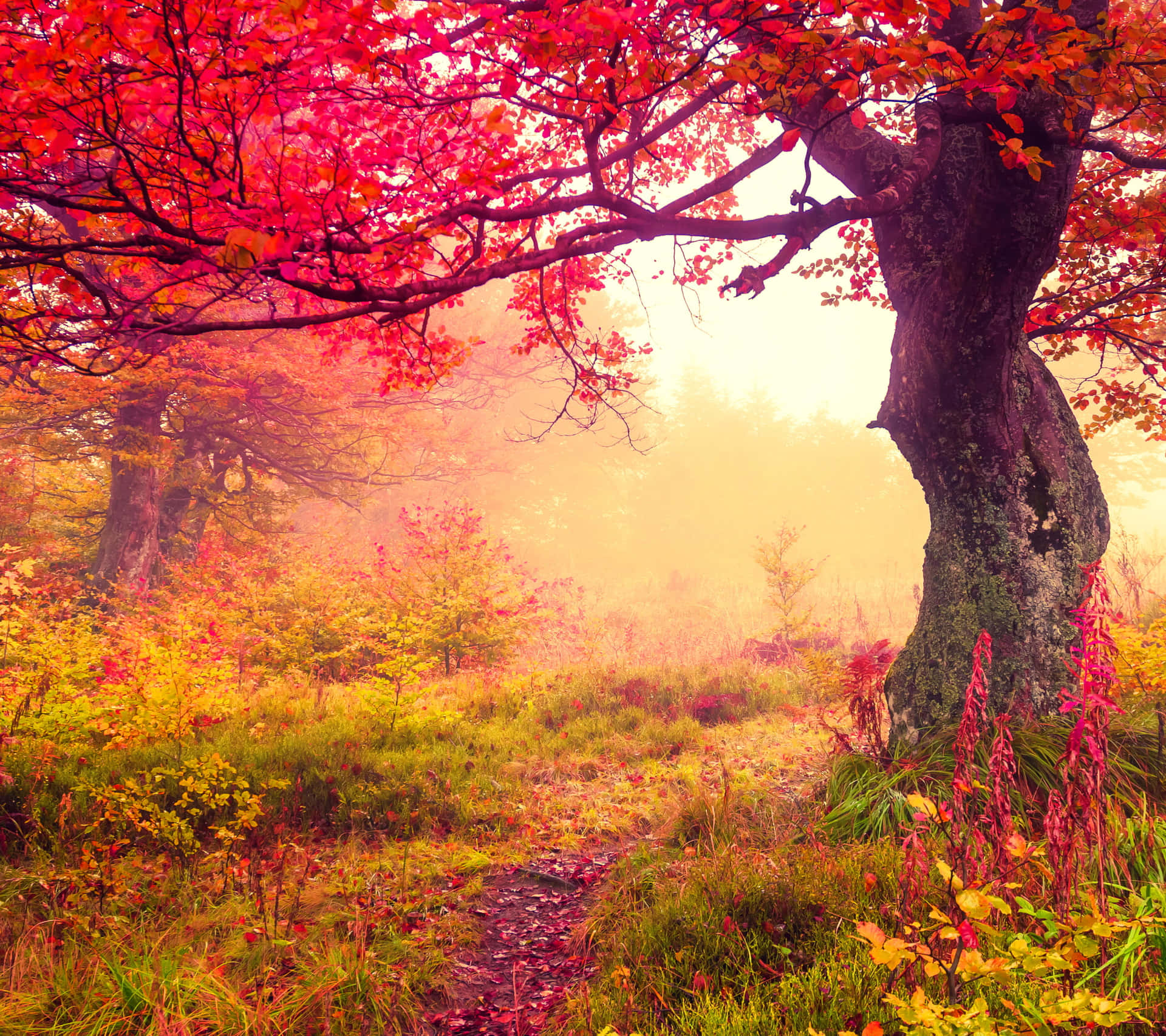 Enchanting Fall Mist Over a Serene Landscape Wallpaper
