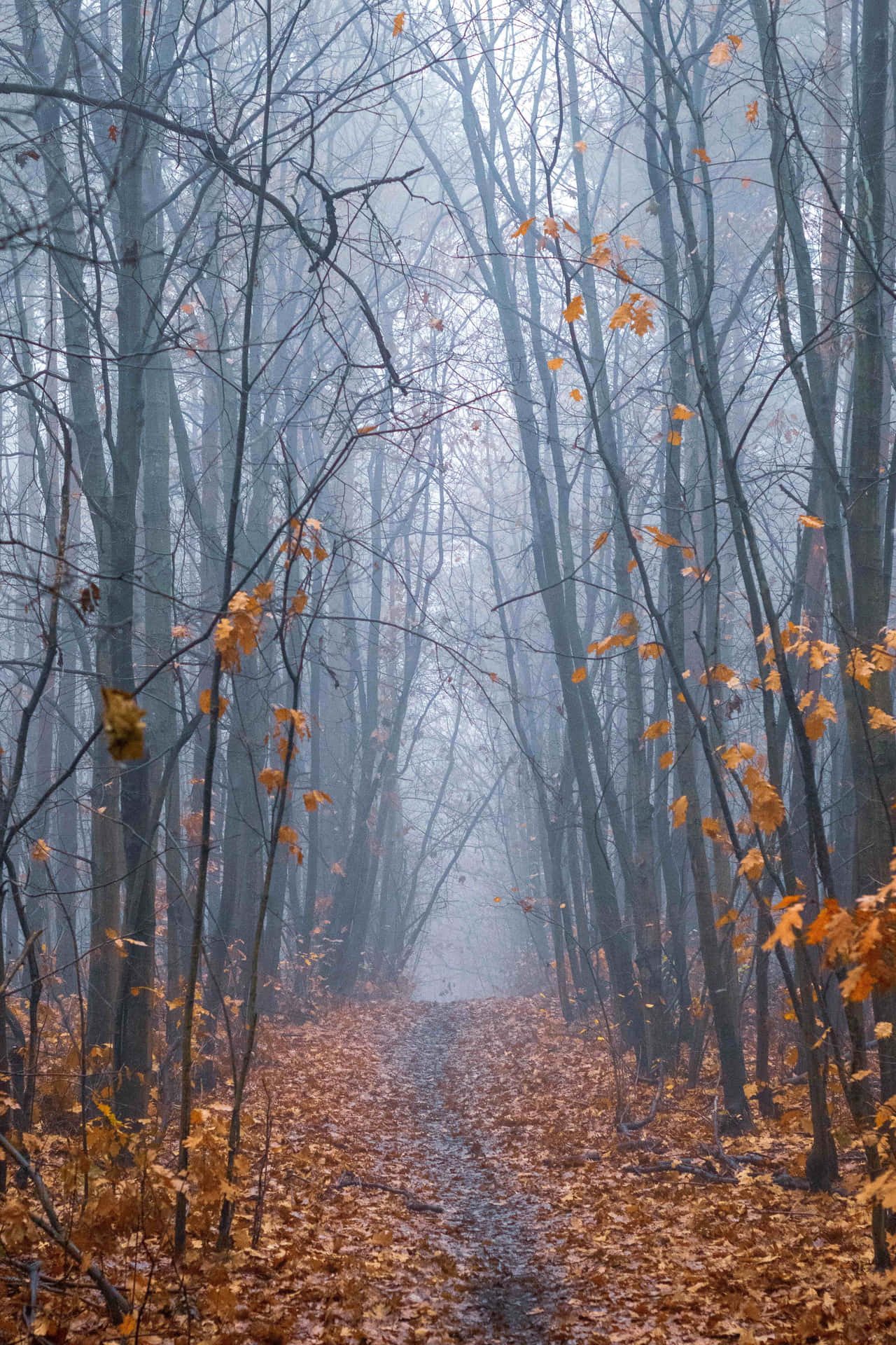 Caption: Enchanting Fall Mist Scene Wallpaper