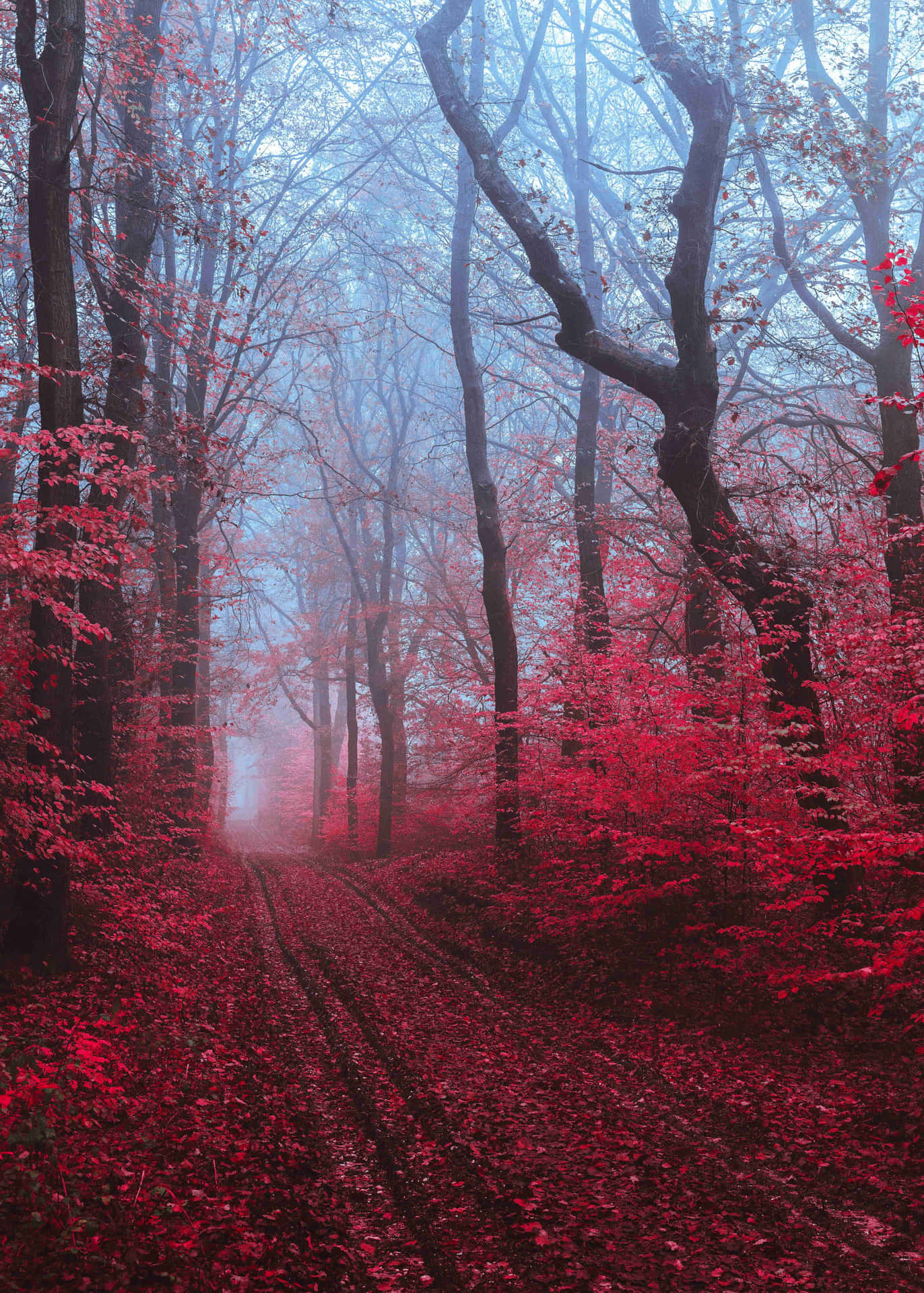 Caption: Enchanting Fall Mist in a Forest Wallpaper
