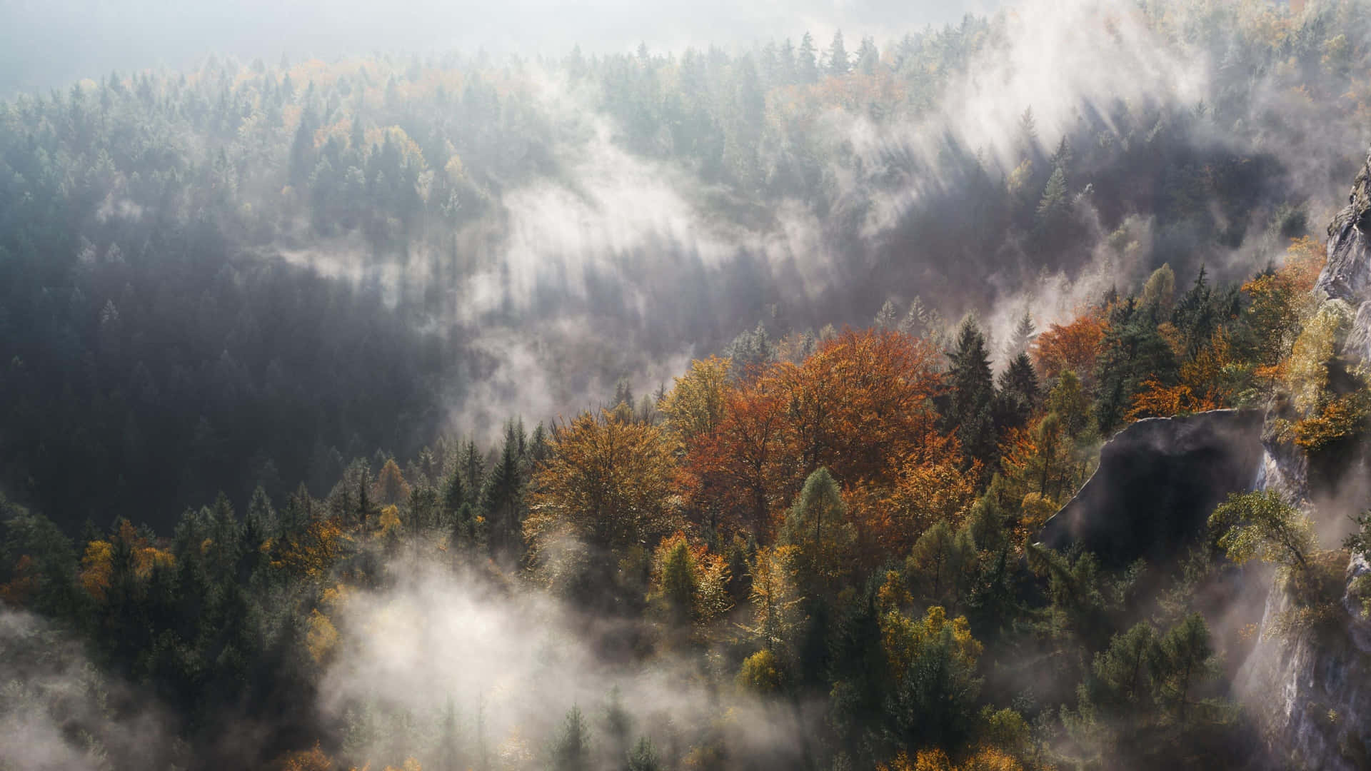 Enchanting Fall Mist in a Serene Forest Wallpaper