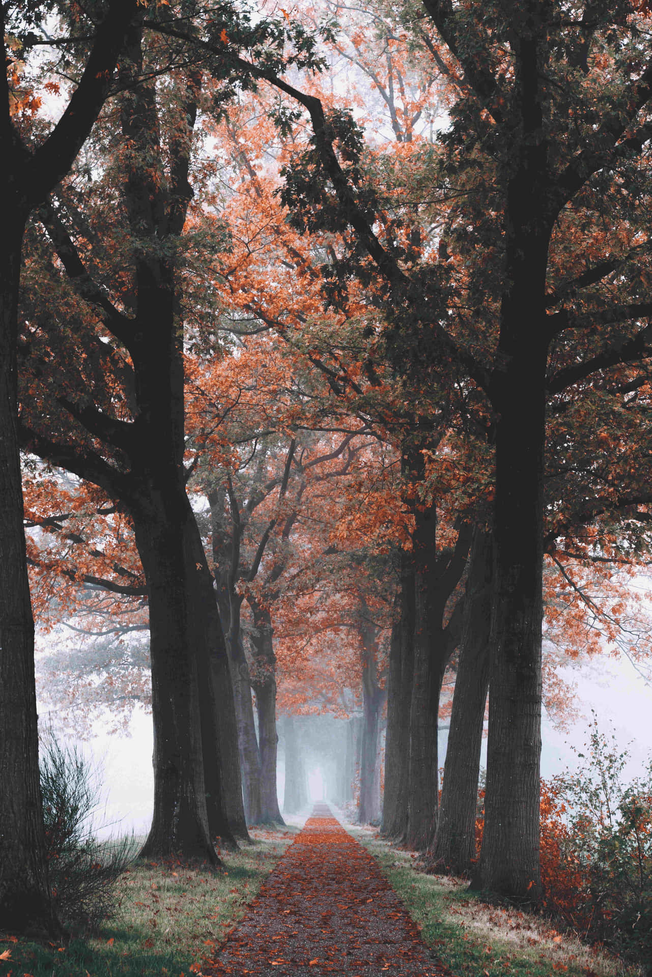 Caption: Fall Mist in Serene Forest Wallpaper