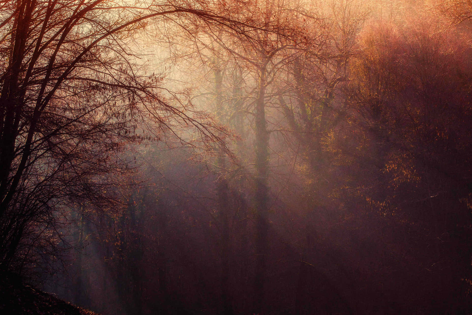 Enchanting Fall Mist in Forest Wallpaper