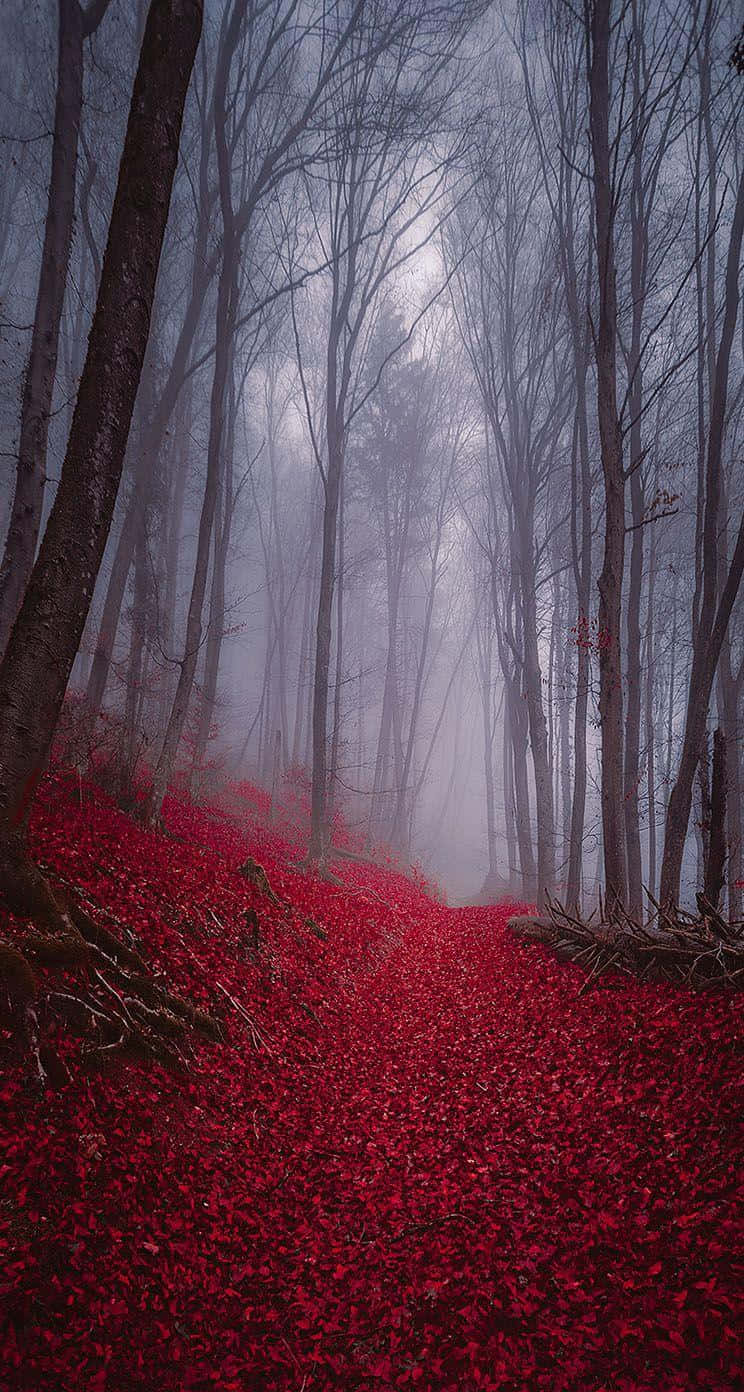 Enchanting Fall Mist Wallpaper