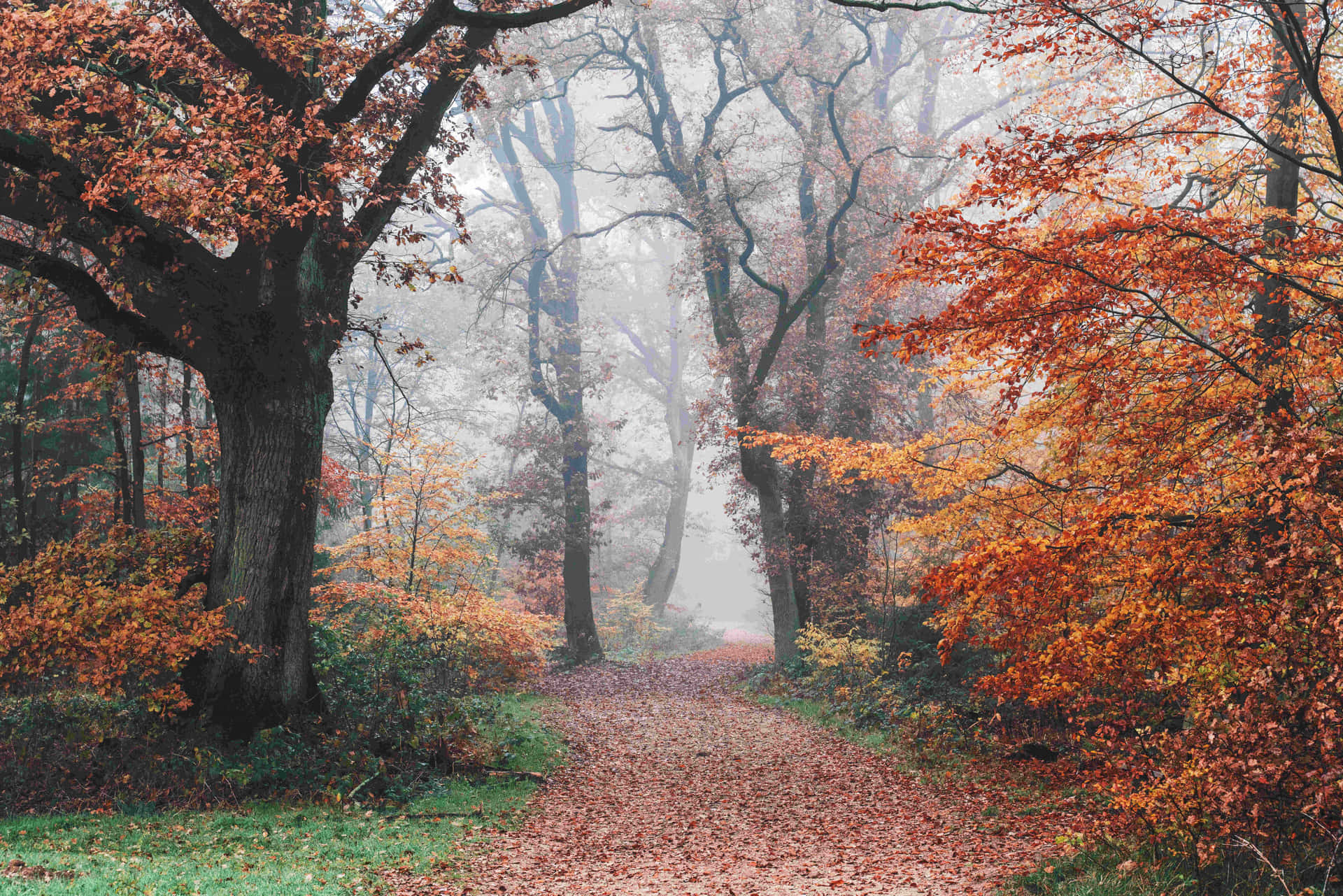 A Beautiful Misty Fall Morning Wallpaper
