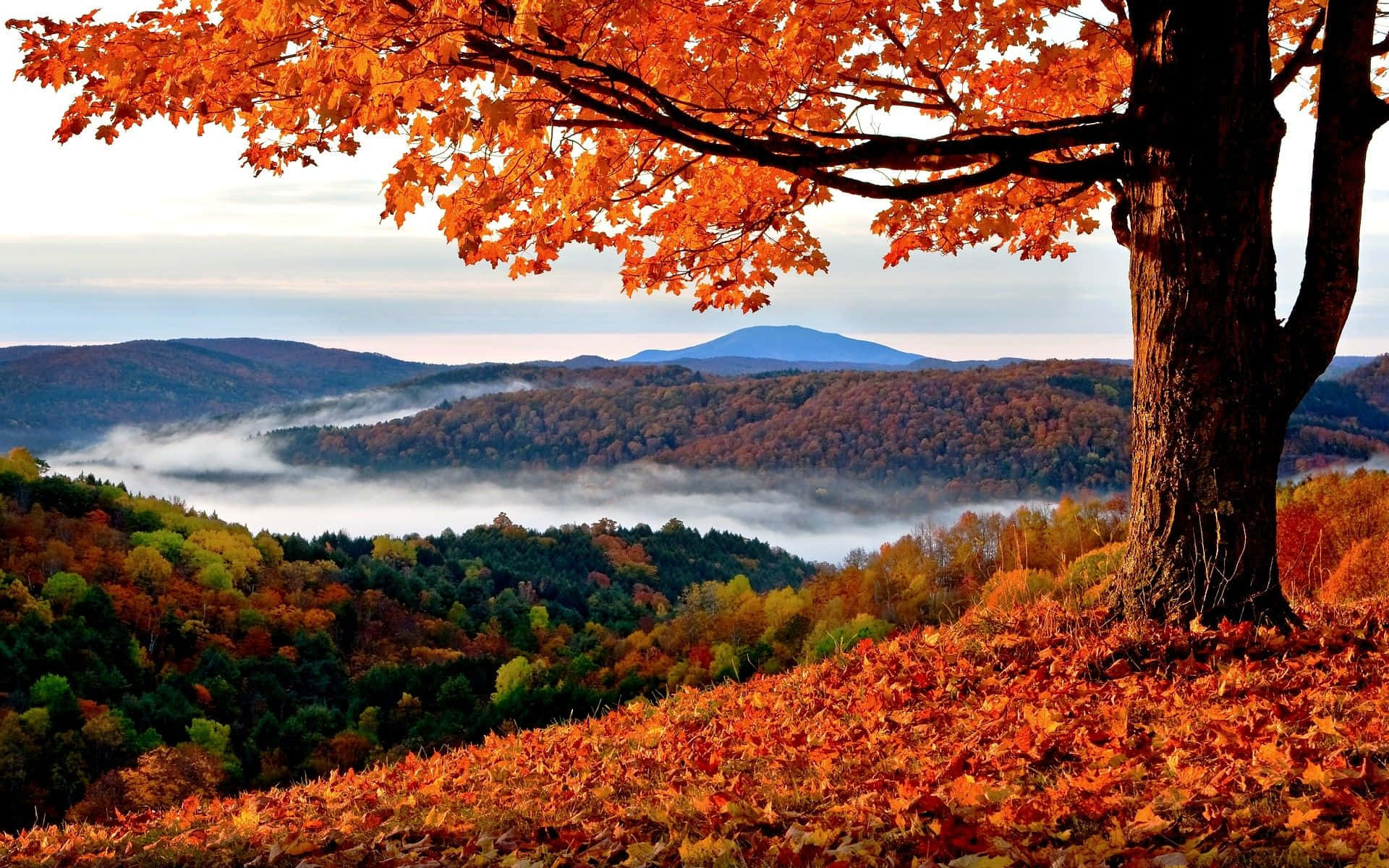 Efteråret løv på en bakke med tåge Wallpaper