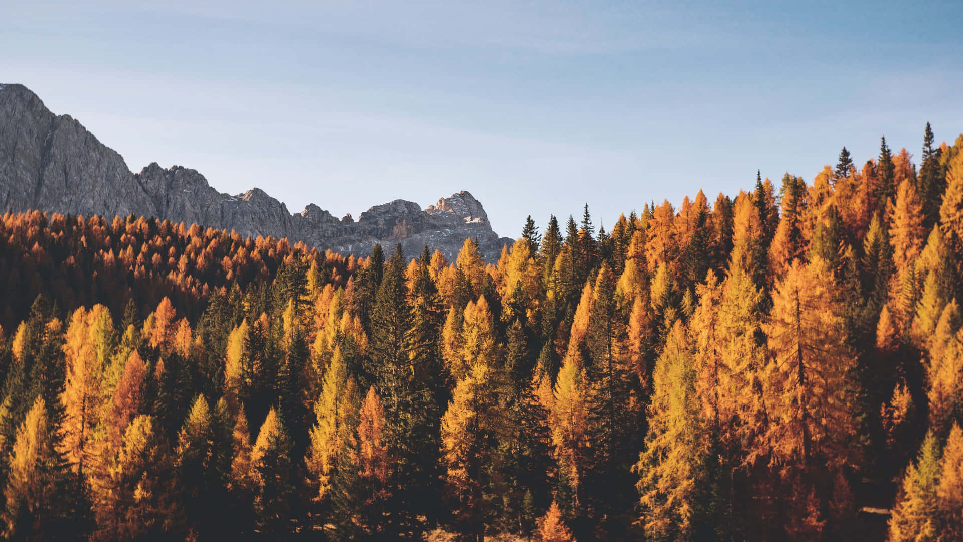 En bjergkæde med træer i efterårets farver Wallpaper