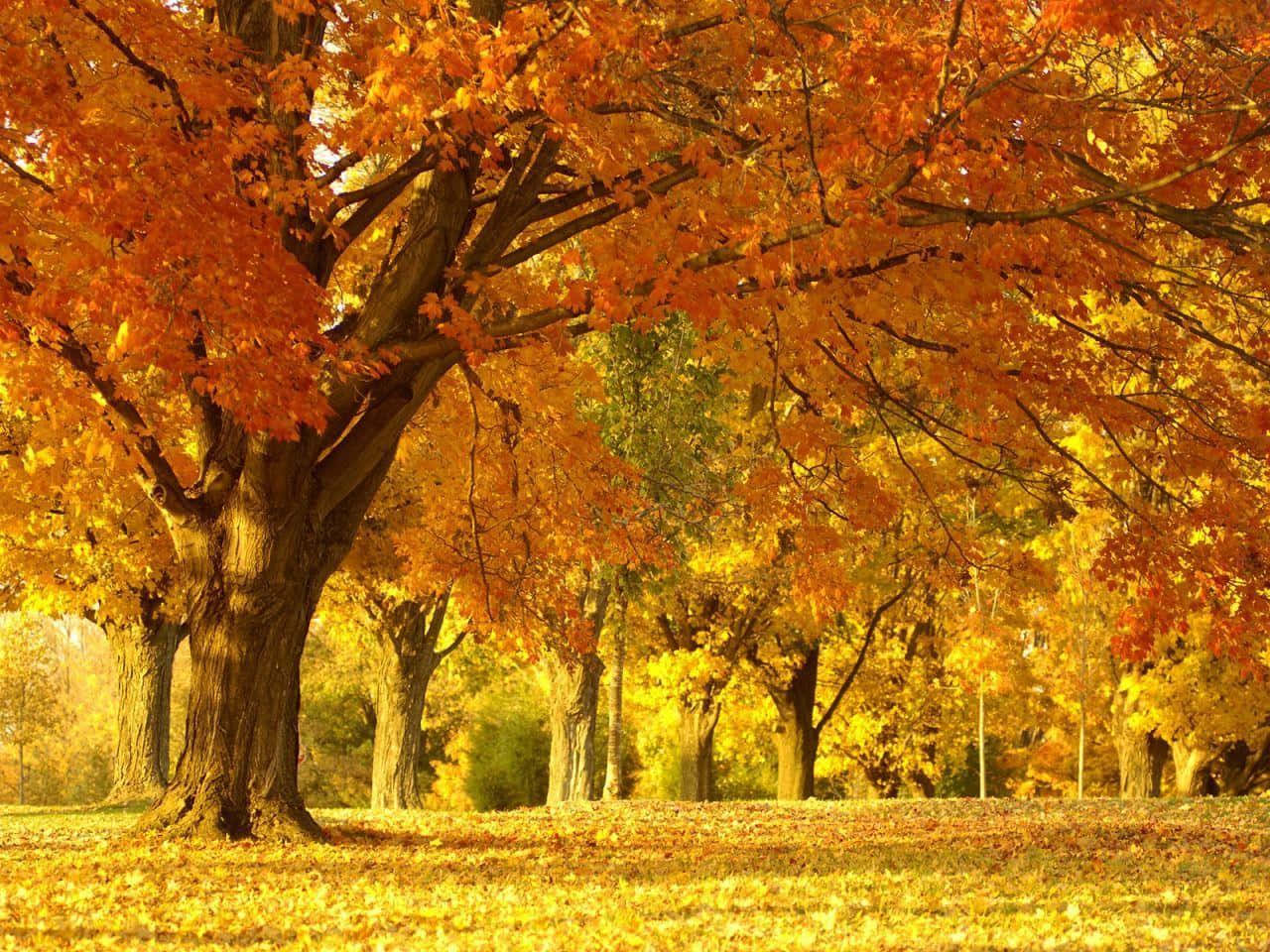 Captivating Autumn Landscape Wallpaper