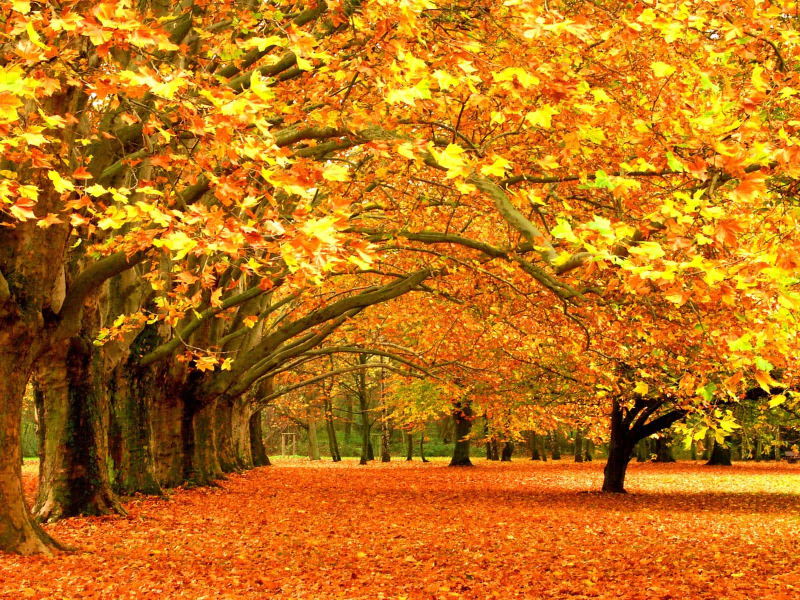 Serene Fall Nature Landscape Wallpaper