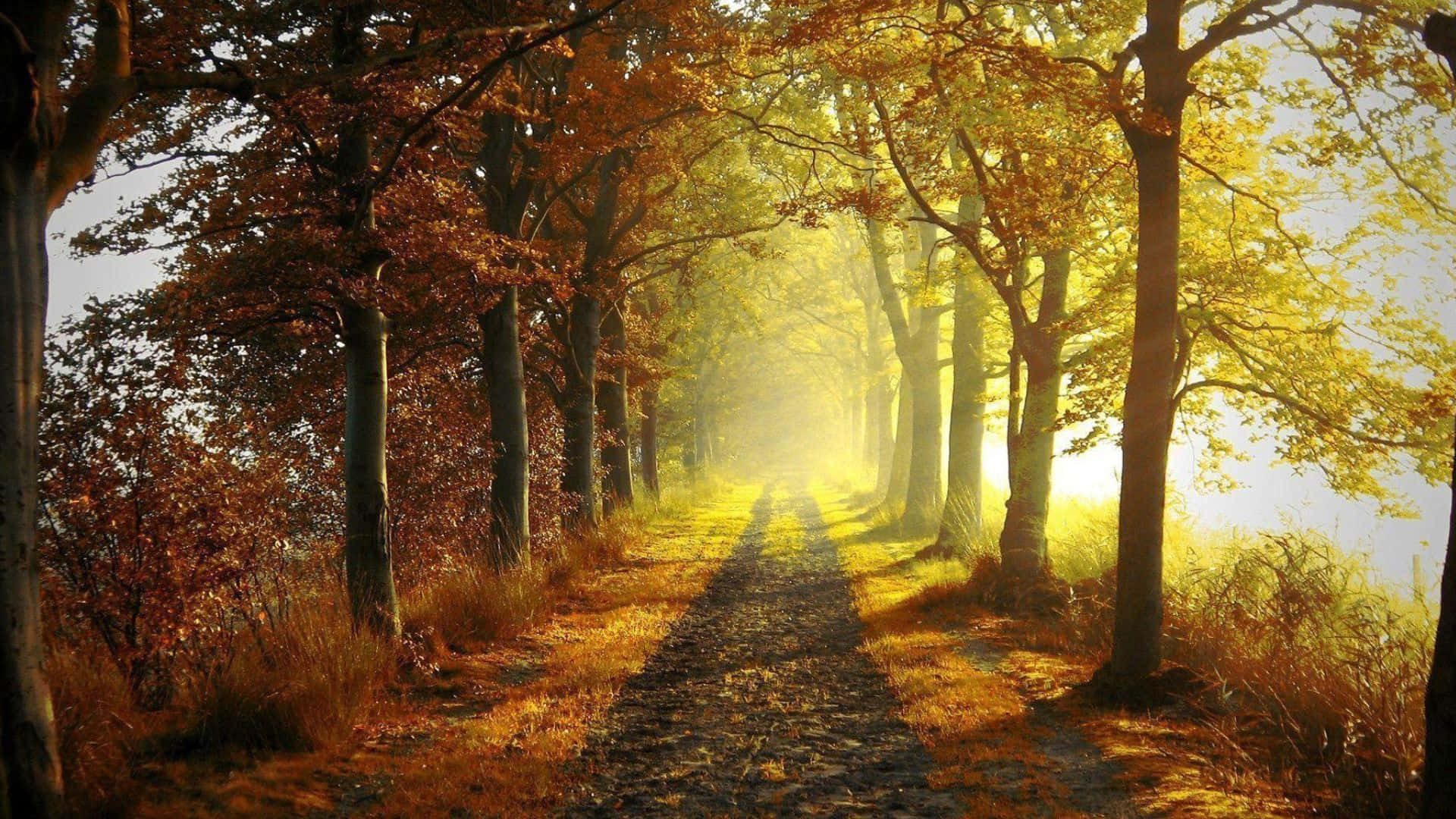 Stunning Autumnal Scenery Wallpaper