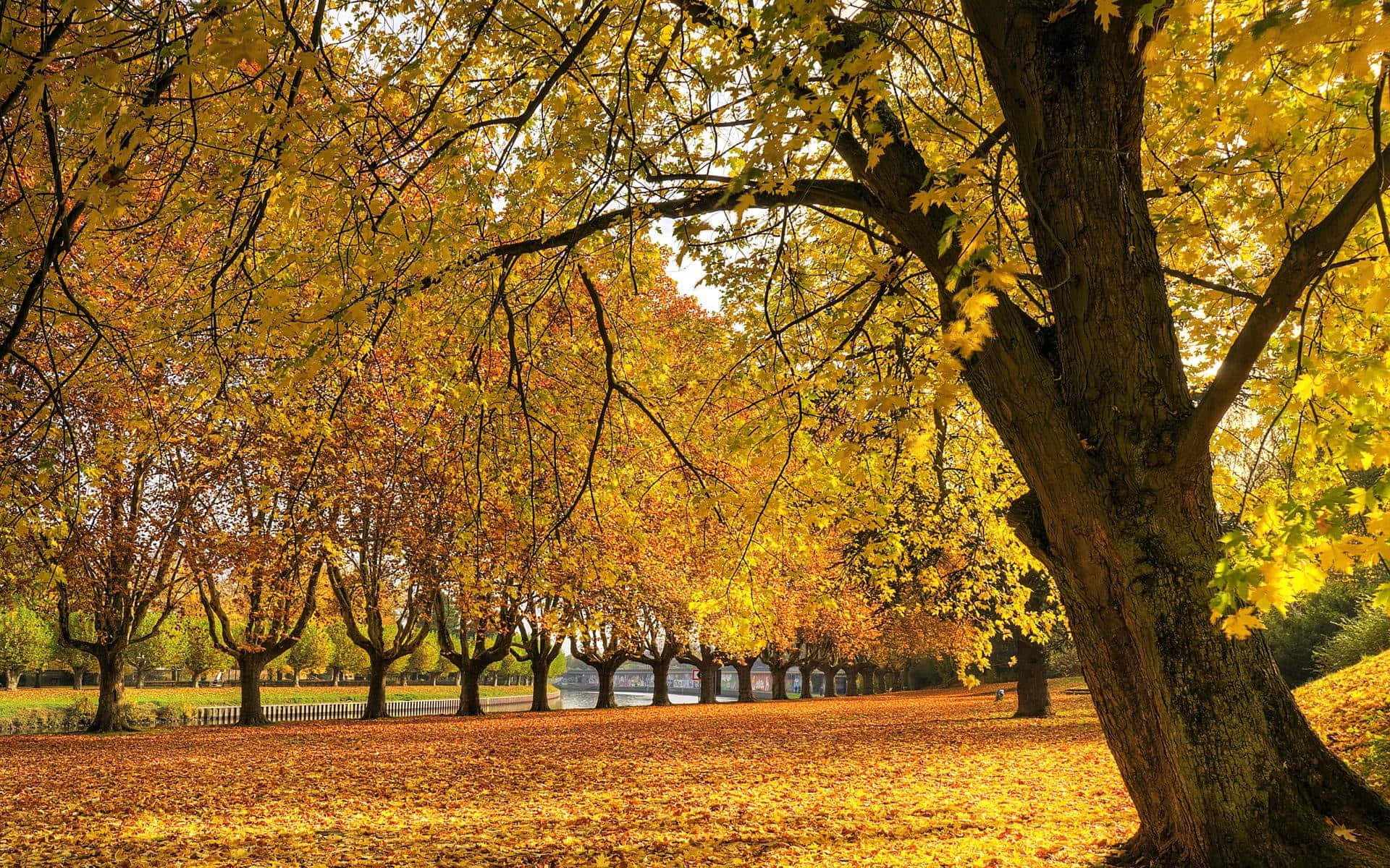 Magnifique Affichage De La Nature D'automne Fond d'écran