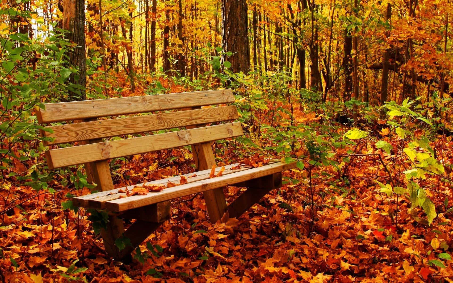 Couleurs Enchanteresses De L'automne Dans La Nature Fond d'écran