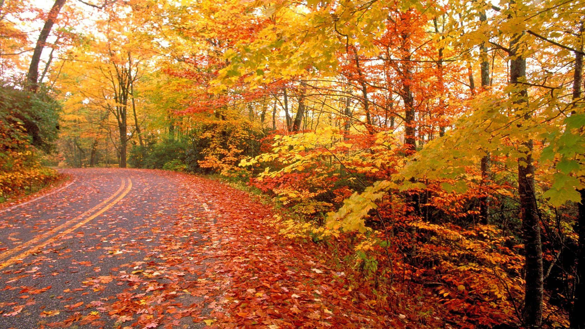 Vibrant Fall Nature Scene Wallpaper