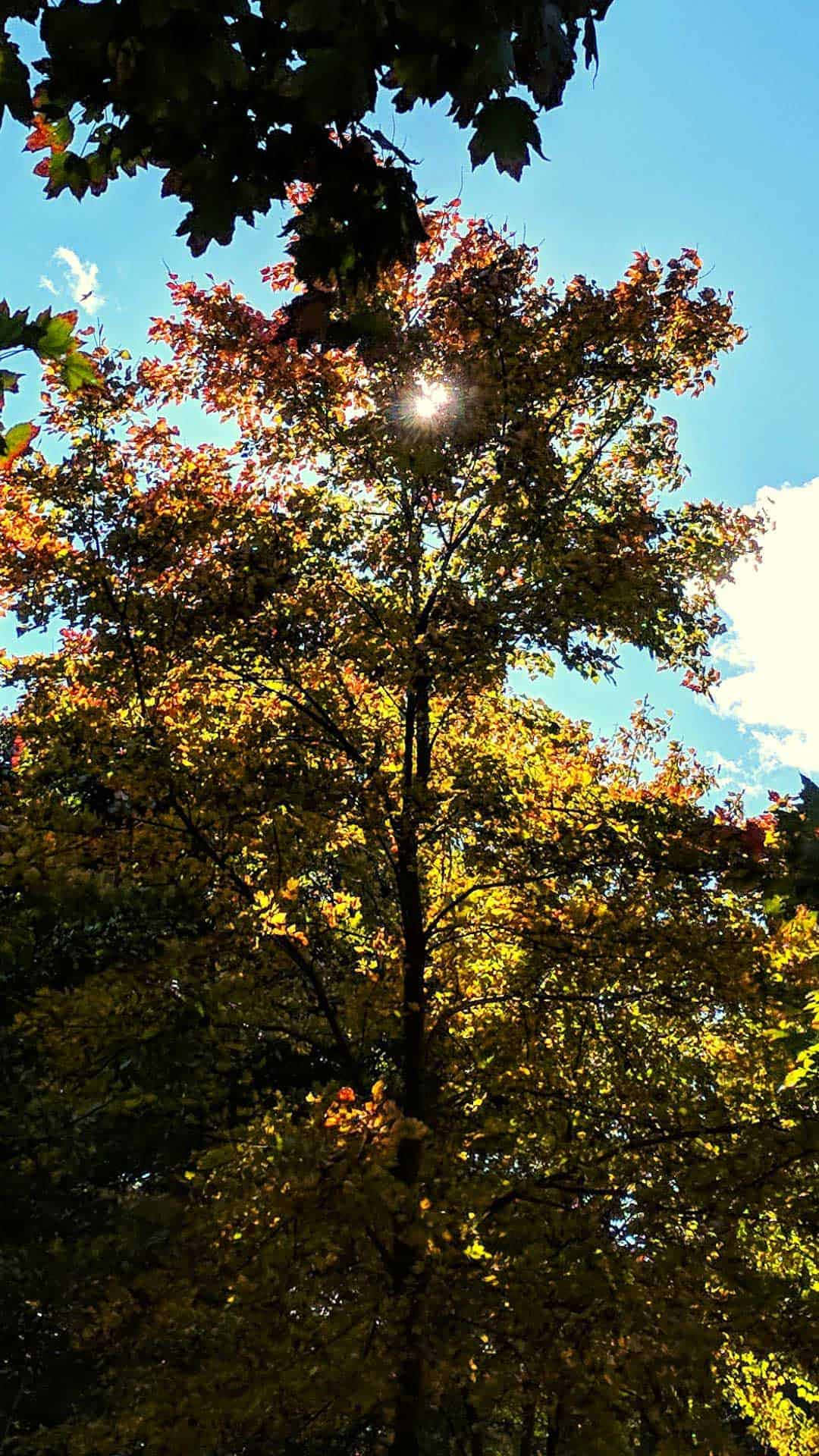 Trees Just Before Autumn Fall Phone Background