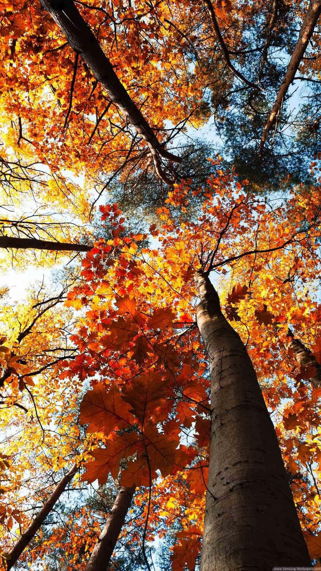 Autumn Tree Fall Phone Background