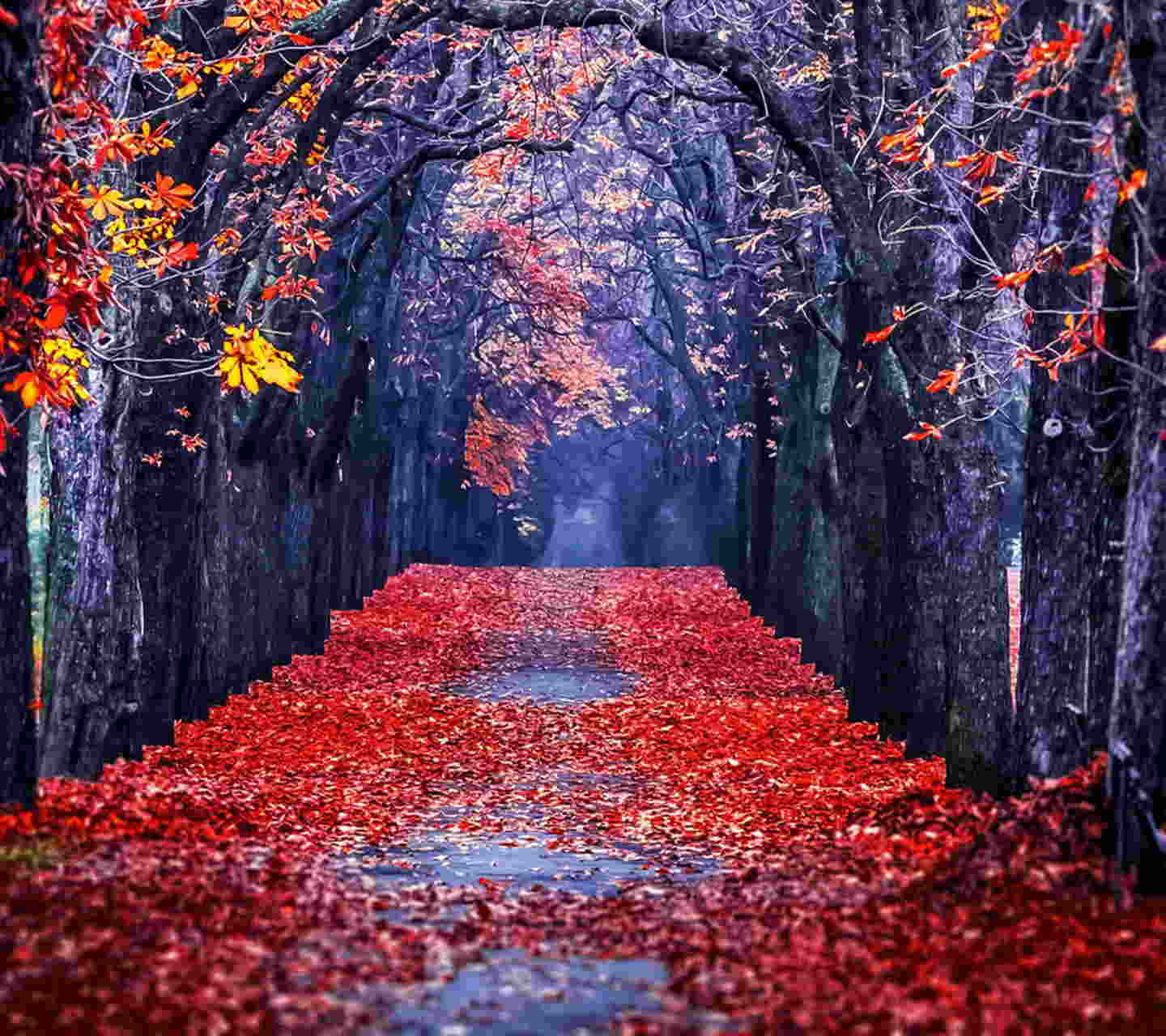 Enchanting Fall Scenery Wallpaper