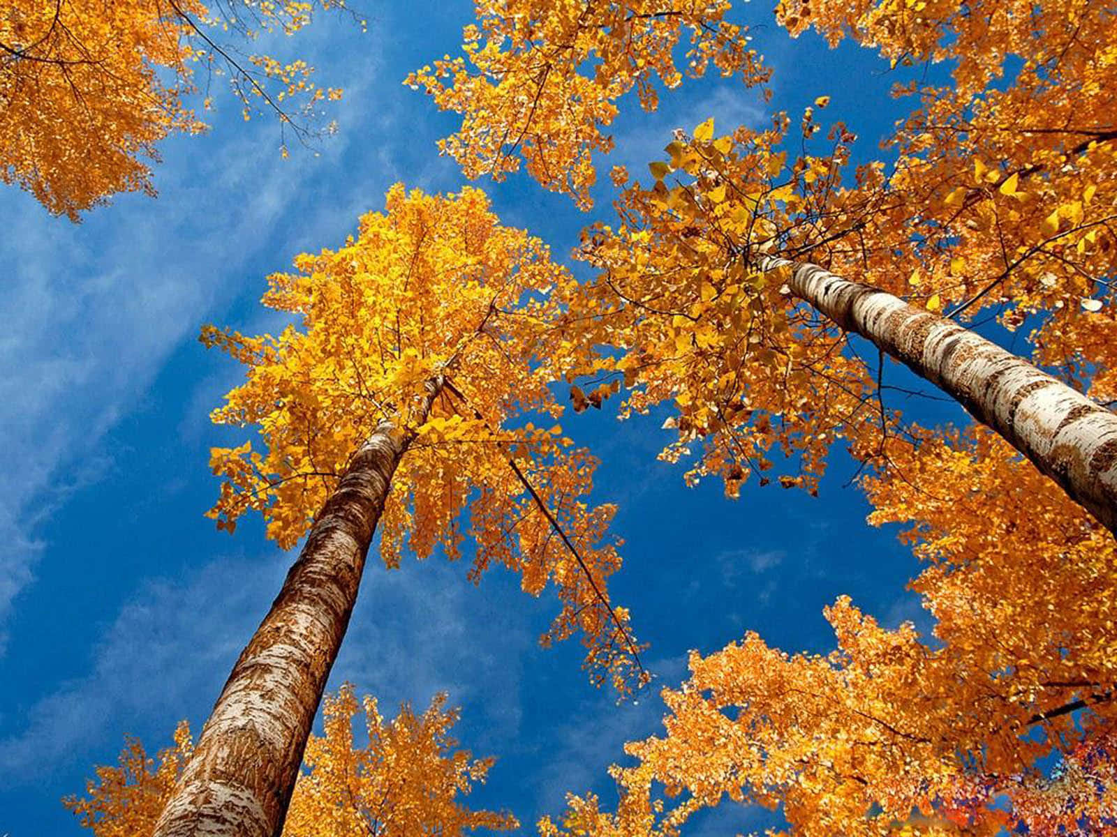 Enchanting Autumn Landscape Wallpaper