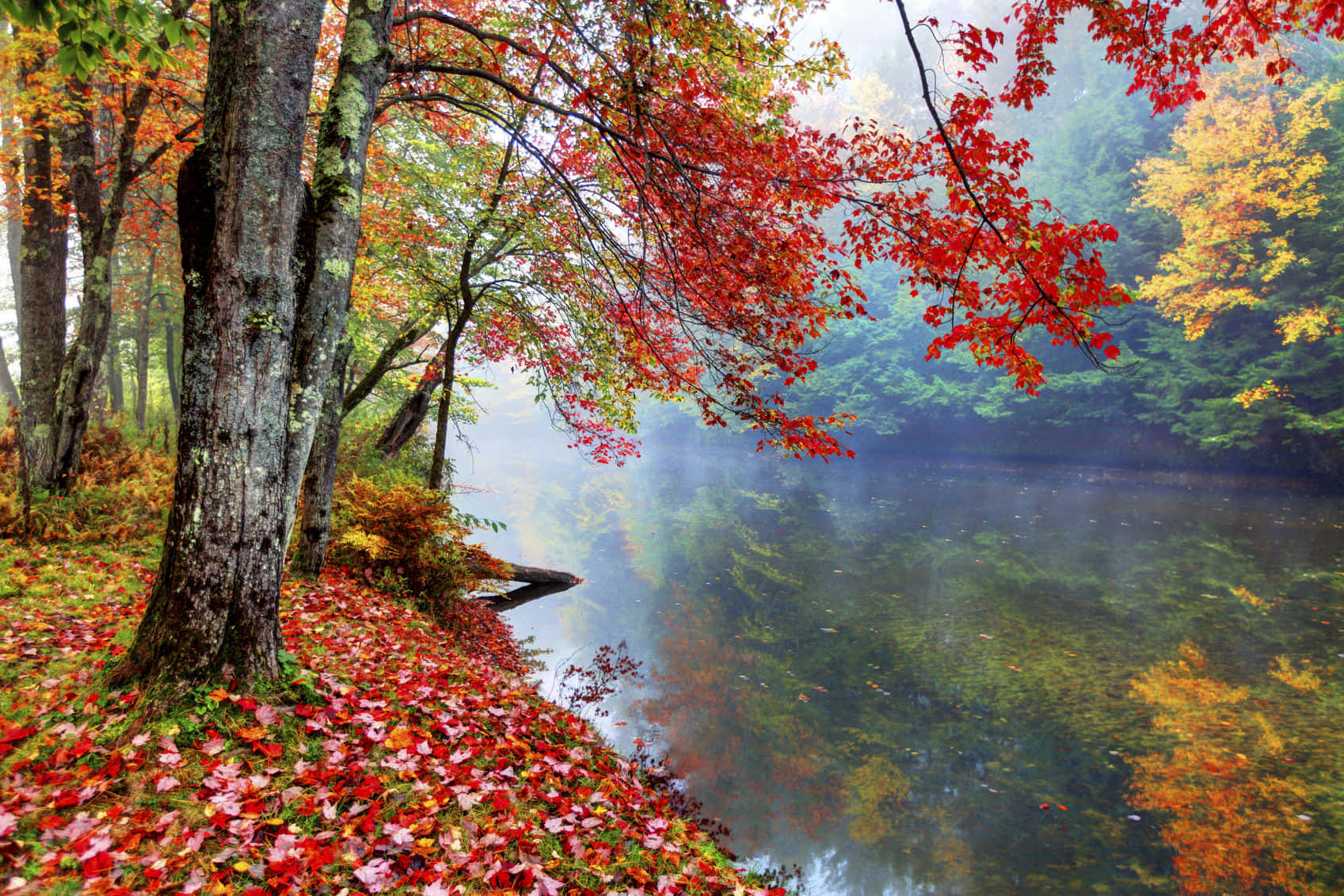 A Walk Through Golden Autumn Woods Wallpaper