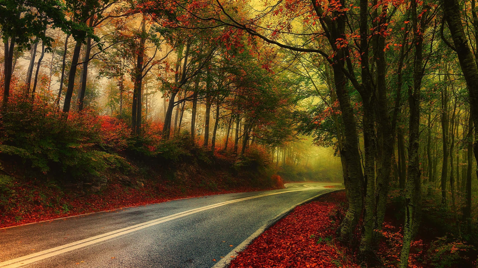 Captivating Fall Foliage in the Forest Wallpaper