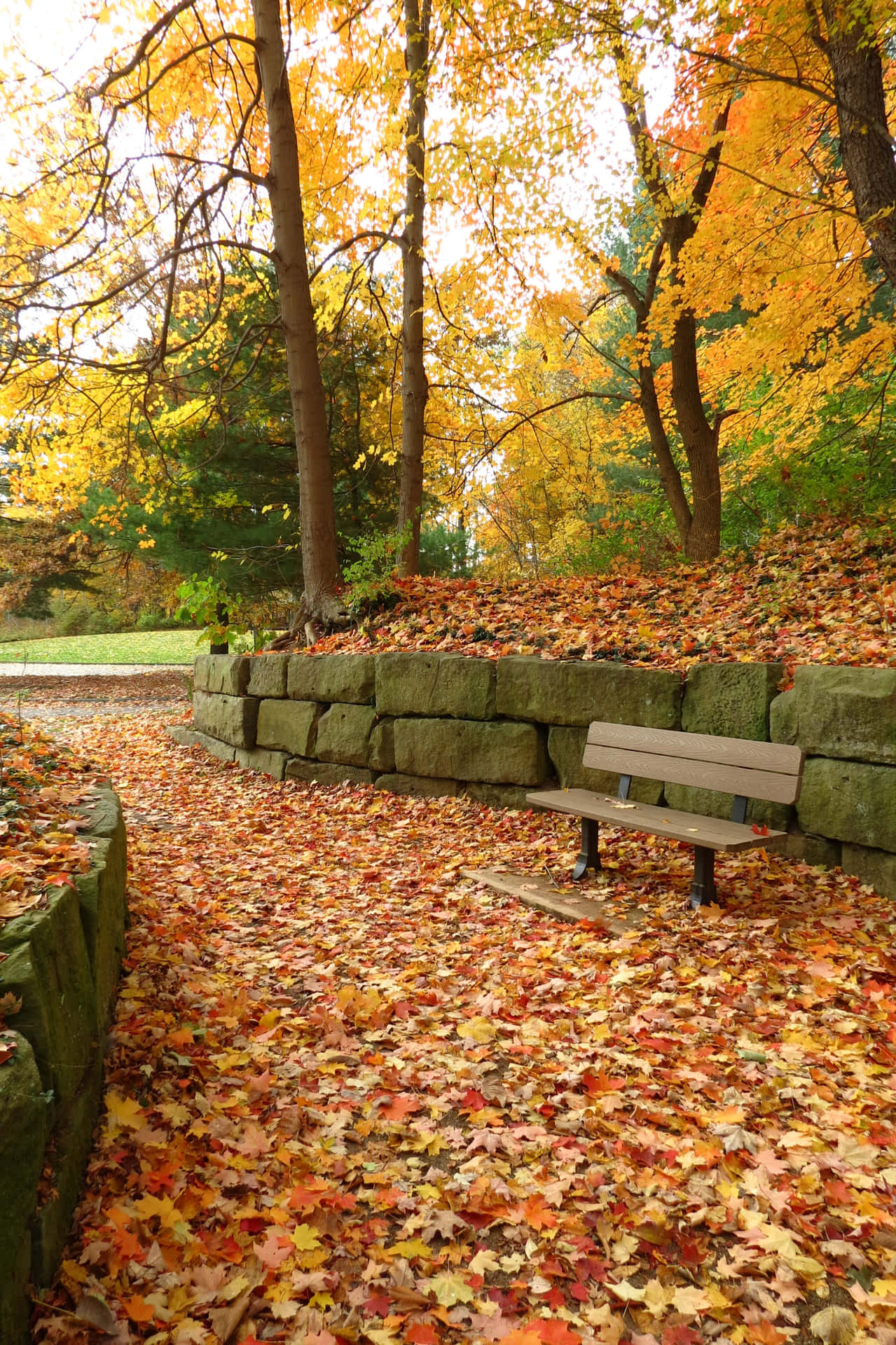 "Golden Autumn Bliss - A scenic walk through a stunning fall landscape" Wallpaper