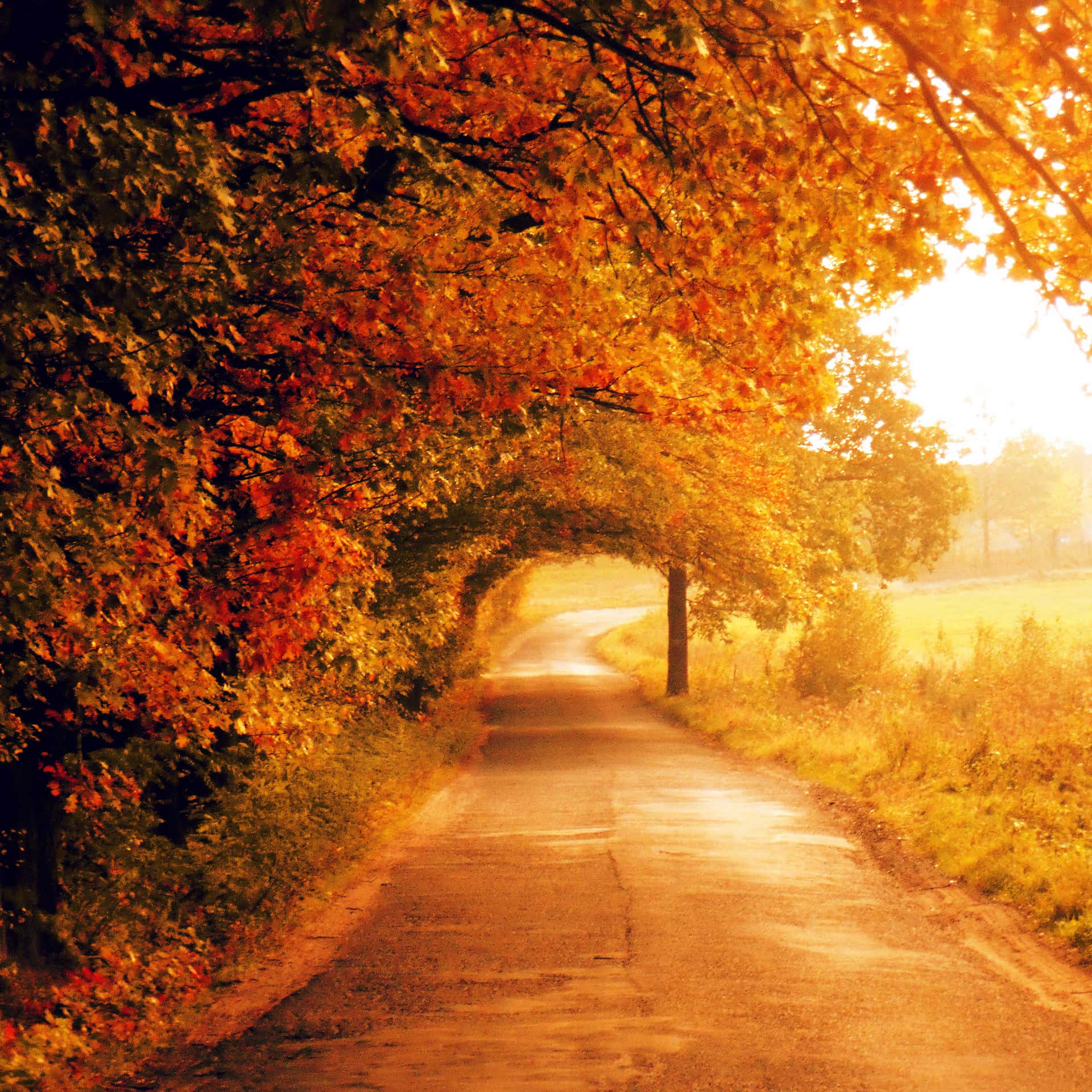 Betoverende Kleuren Van De Herfst Achtergrond