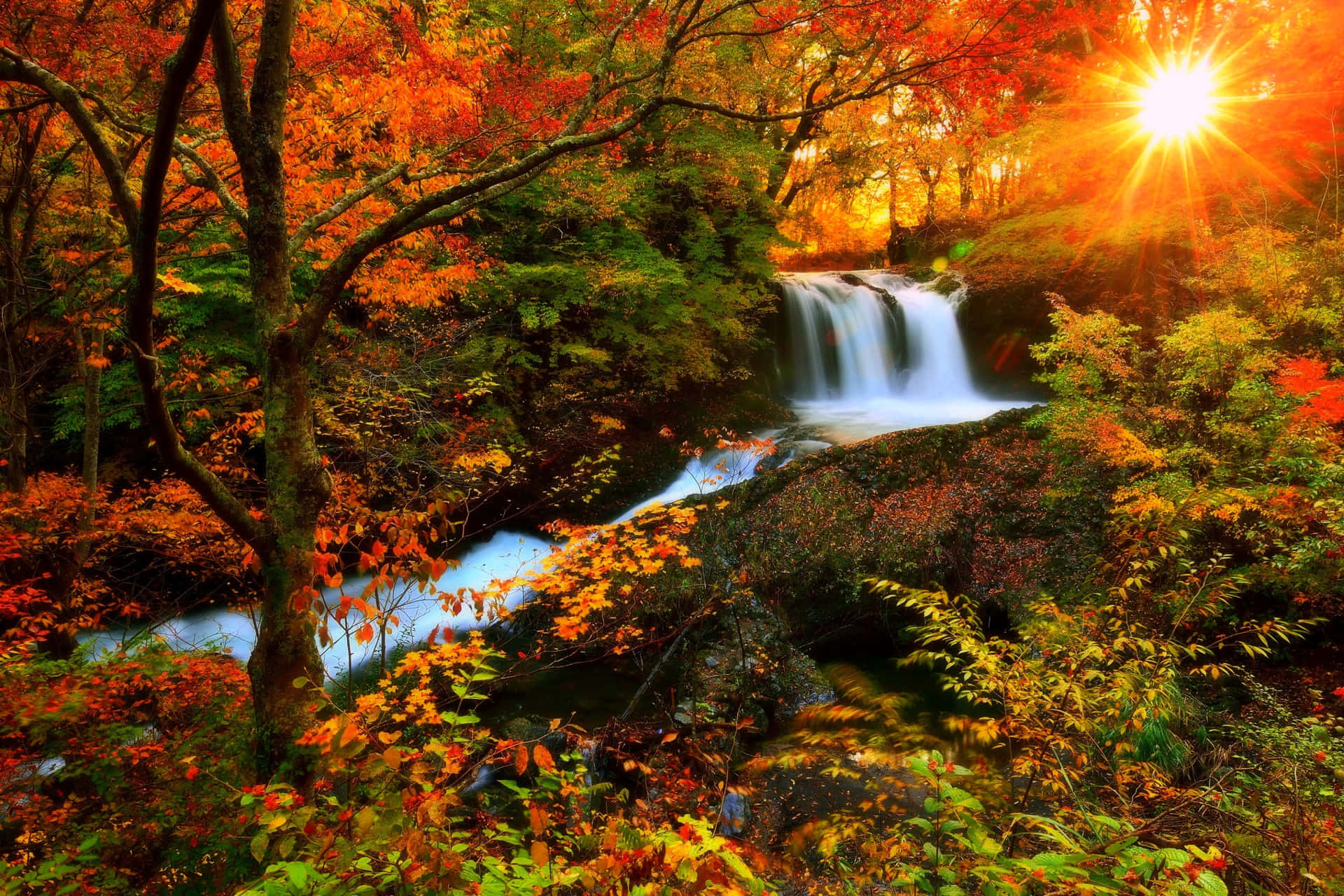 Captivating Fall Colors in the Forest Wallpaper