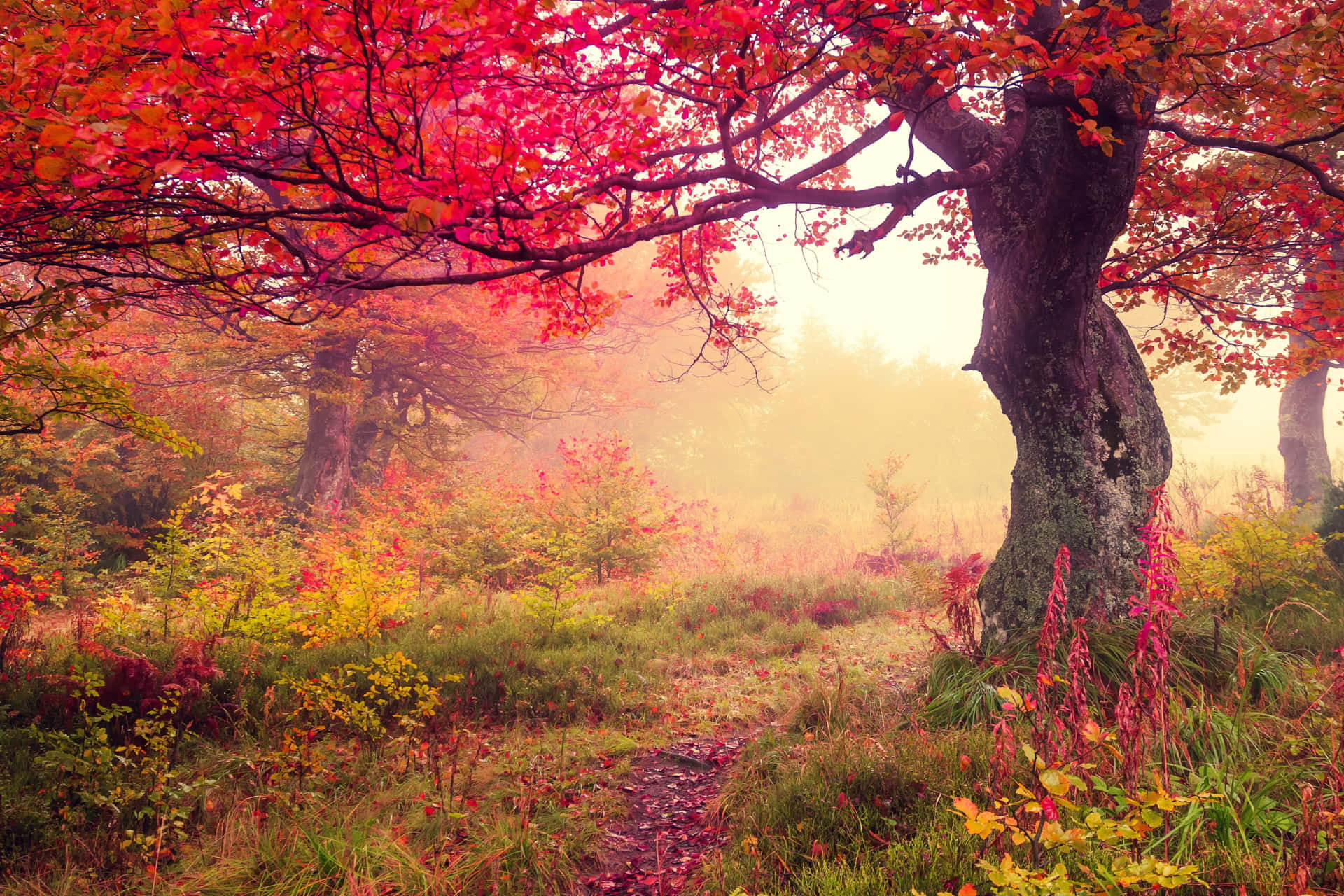 Stunning Fall Foliage Reflecting Upon a Calm Lake Wallpaper