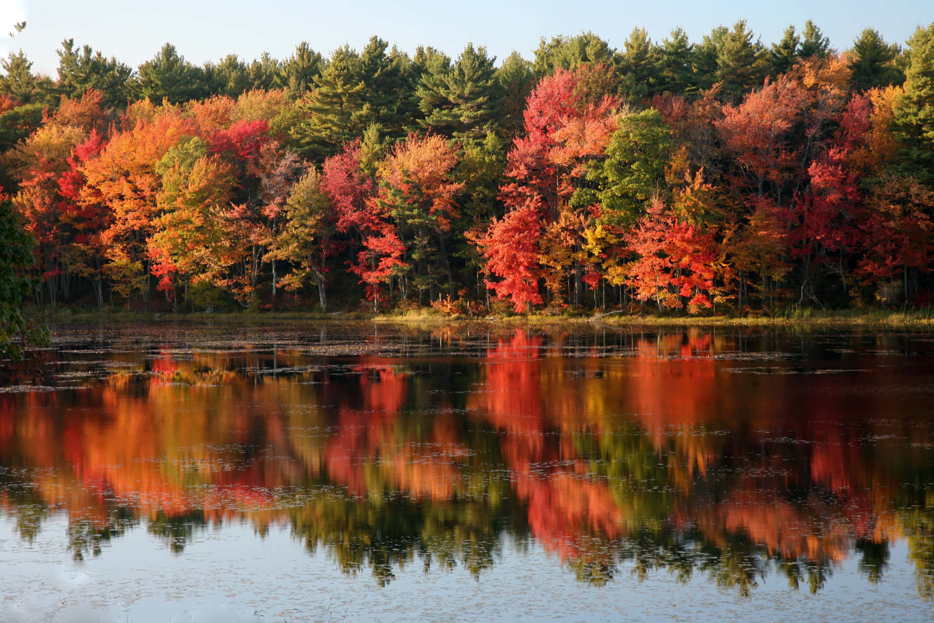 Enchanting Fall Foliage Wallpaper