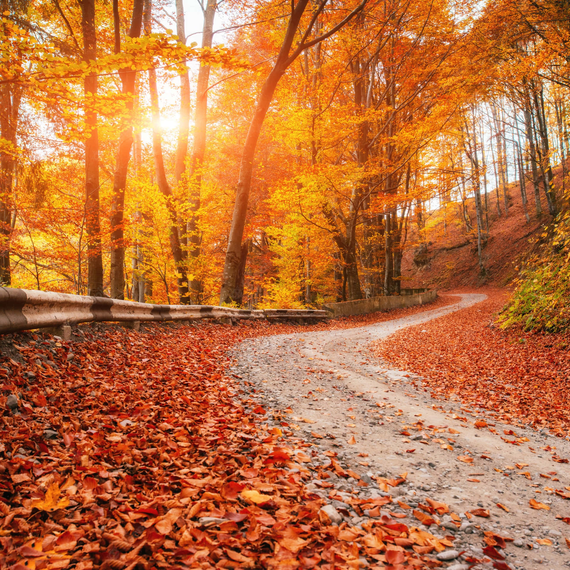 Tag på en smuk køretur i efteråret og nyd de levende farver fra naturen, der afspejles i dette vidunderlige landskab tapet.