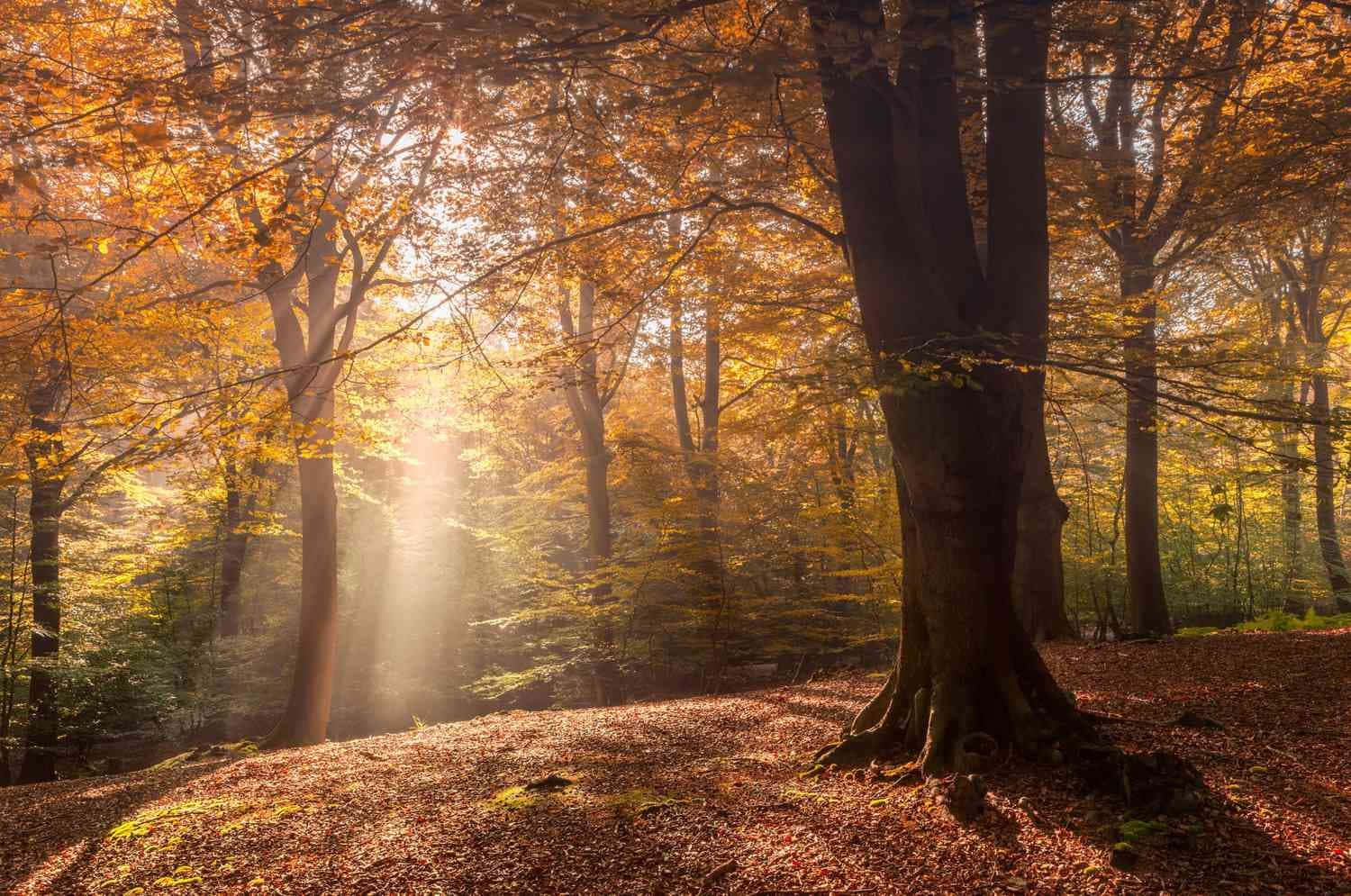 Autumn Forest With Sun Rays Shining Through The Trees