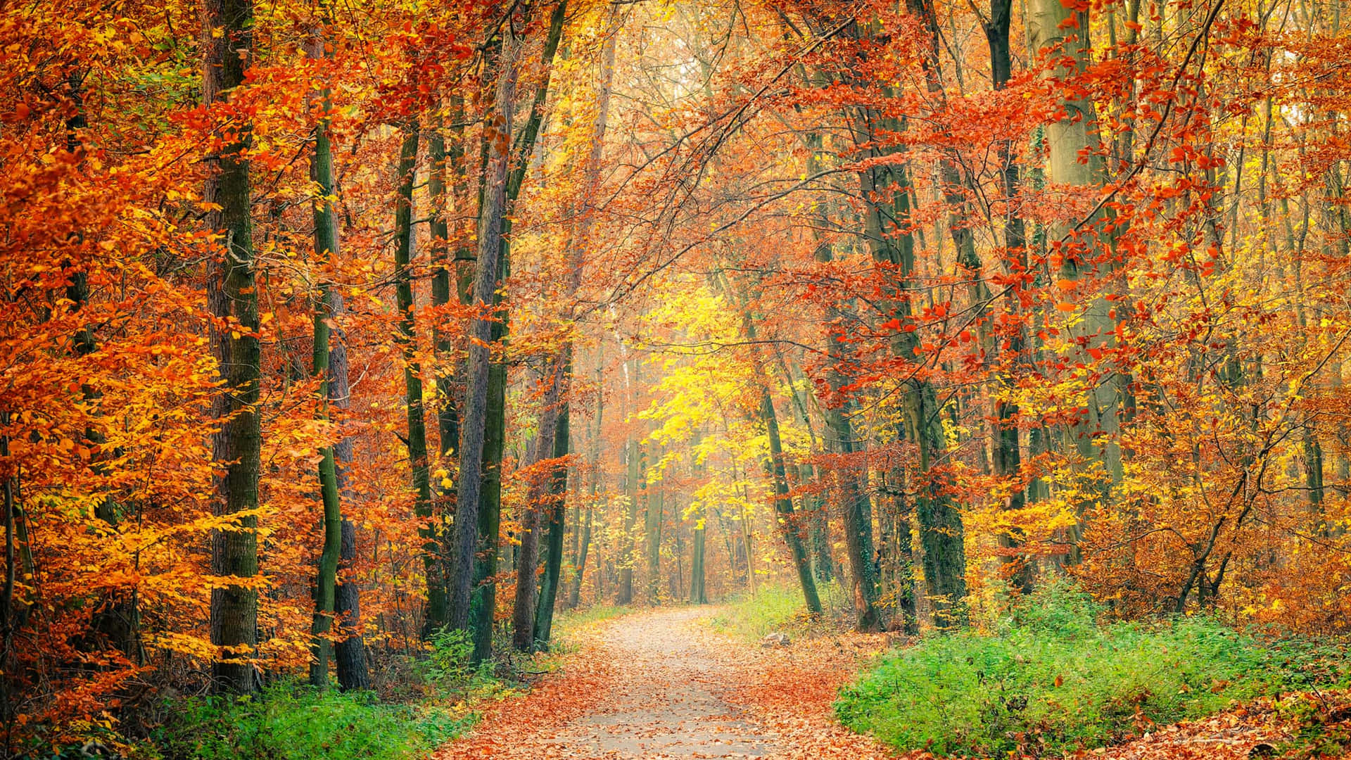 Goditila Bellezza Dell'autunno Con Alberi Vivaci E Un Ruscello Panoramico