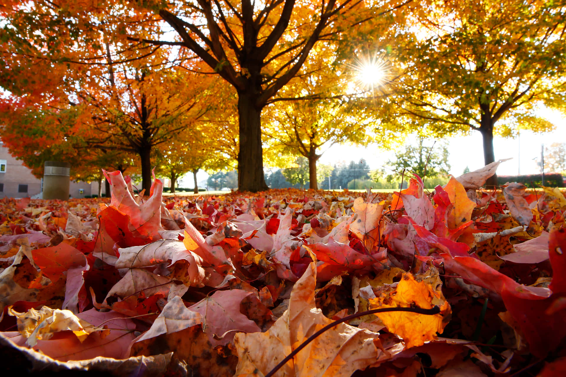 Take a stroll through the the vibrant Fall foliage