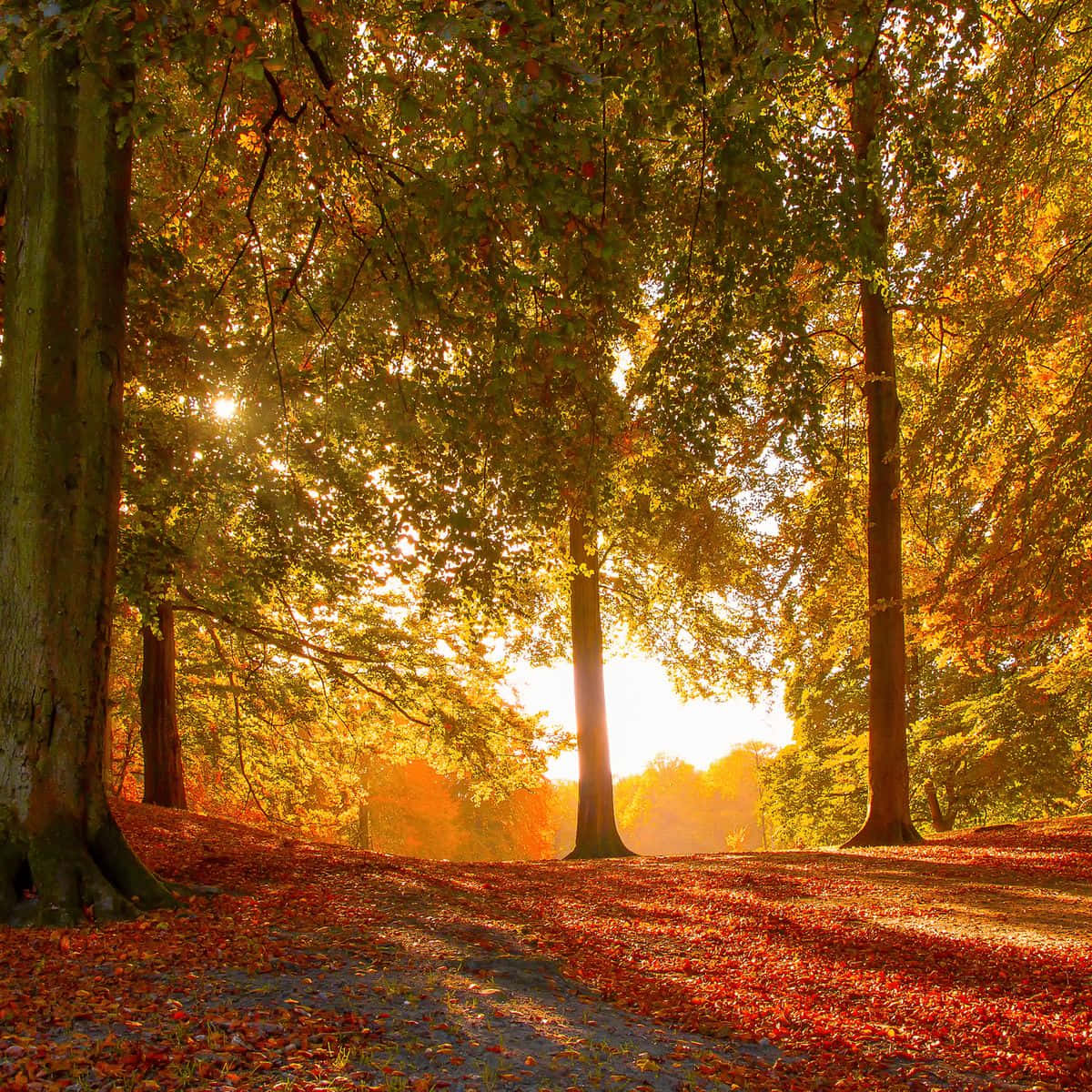 Genießedie Schönheit Des Herbstes Mit Seinen Lebendigen Farben!