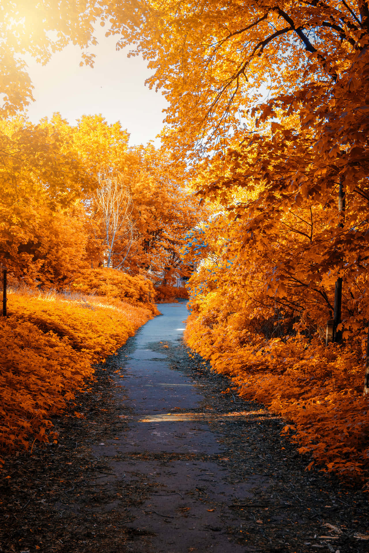 Skønheden af et malerisk efterår, med træer pyntet i levende nuancer af gul, orange og rød.