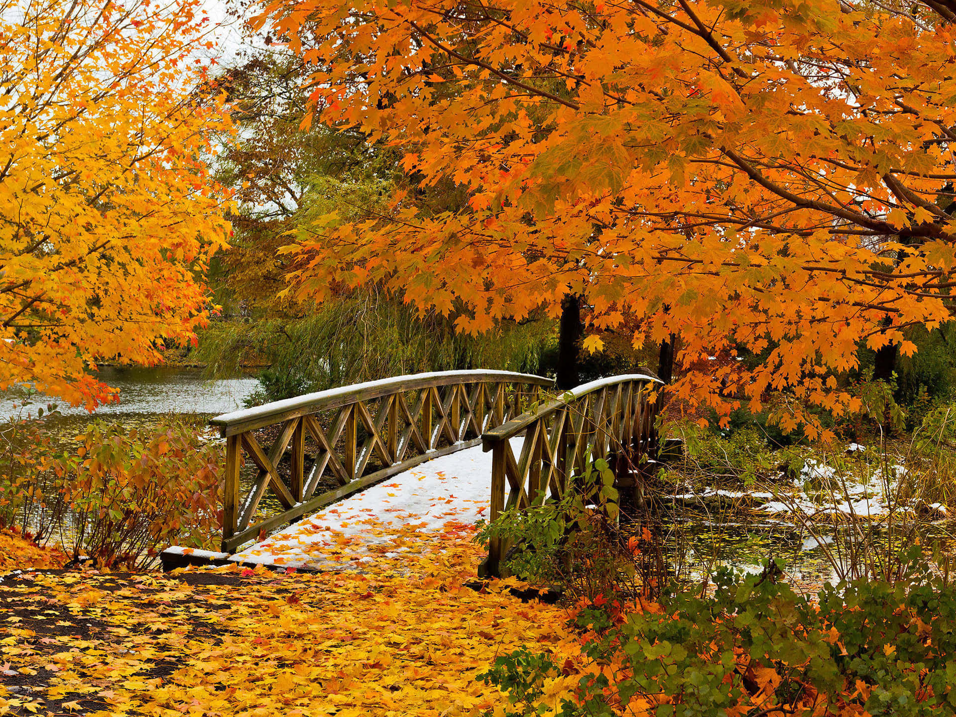 Enjoy the beauty of fall with a peaceful walk in the woods