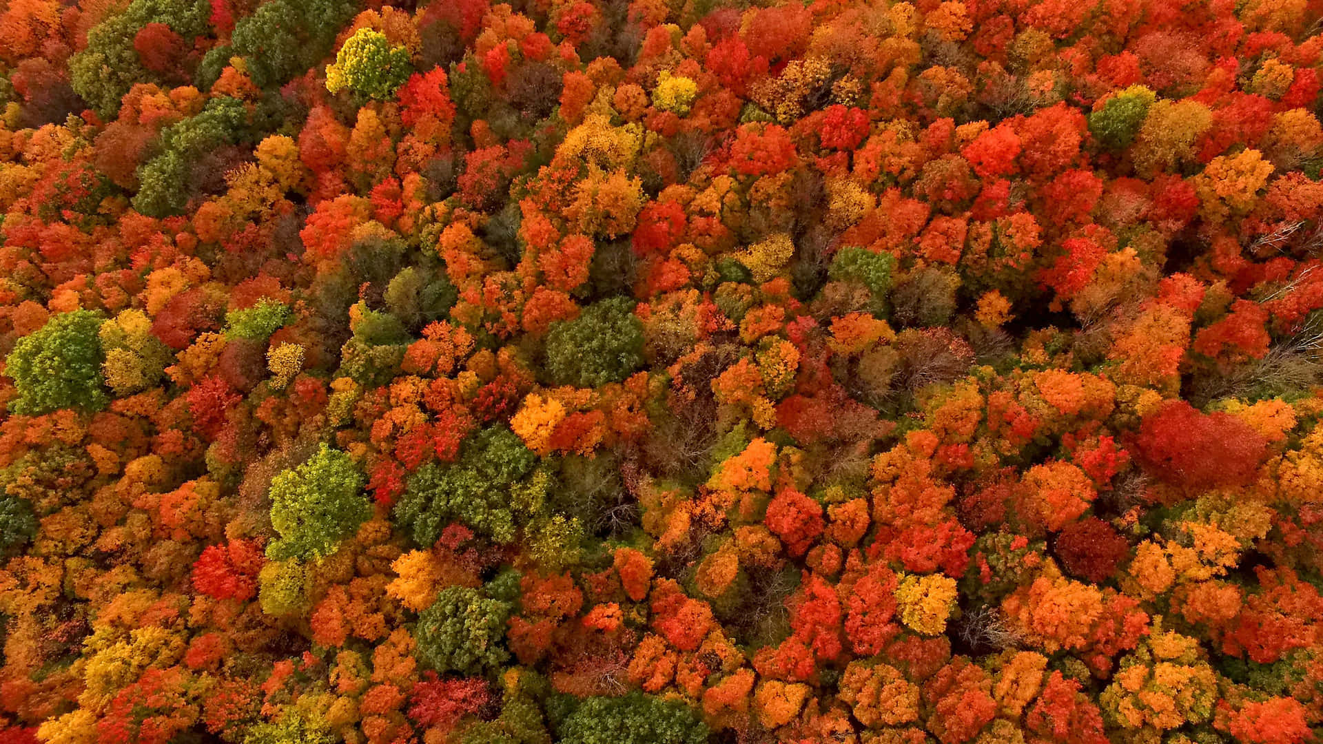 Dieschönheit Des Herbstes Genießen