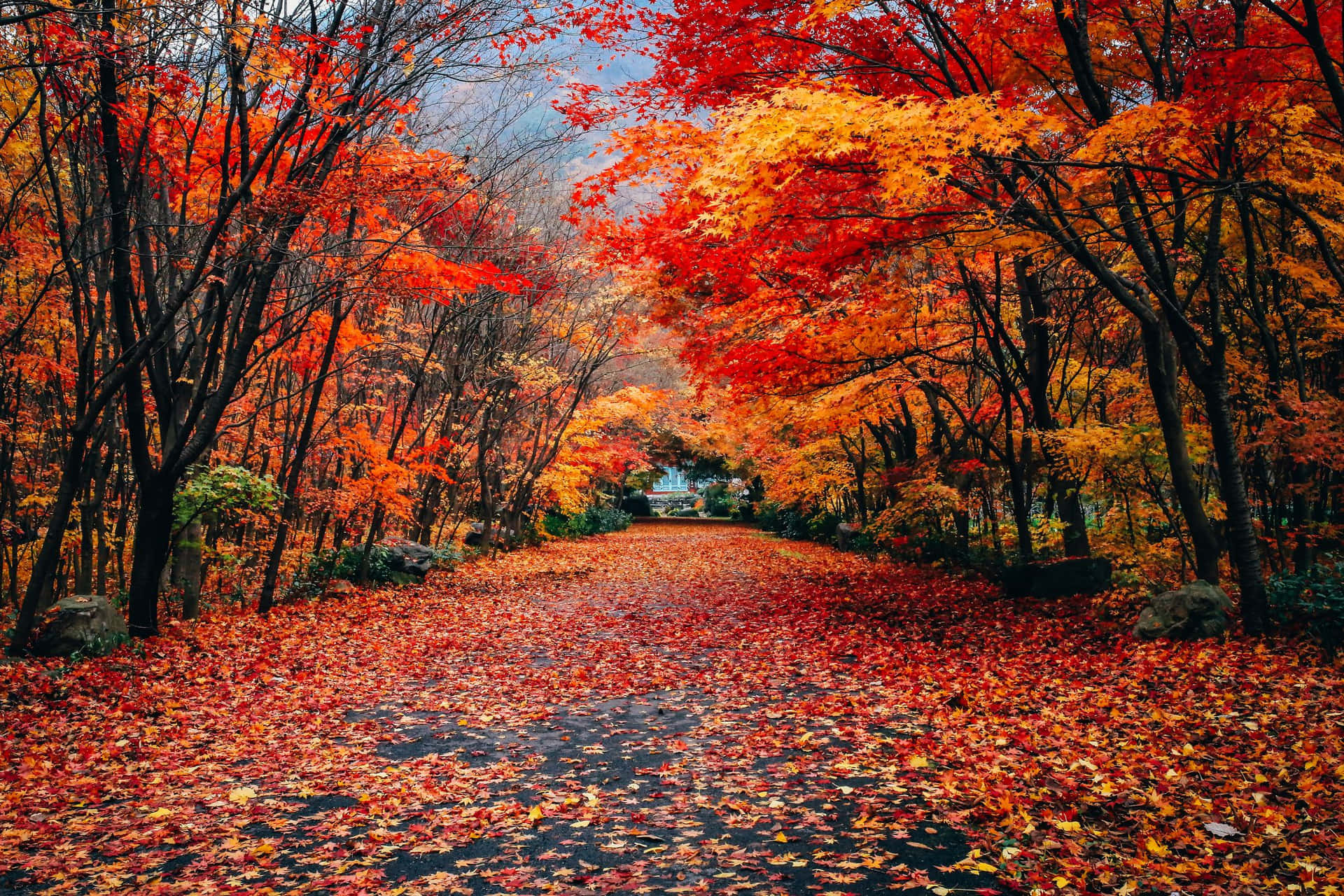 Velkommen til efteråret - nyd disse nuancer af rød, orange og gulblade.