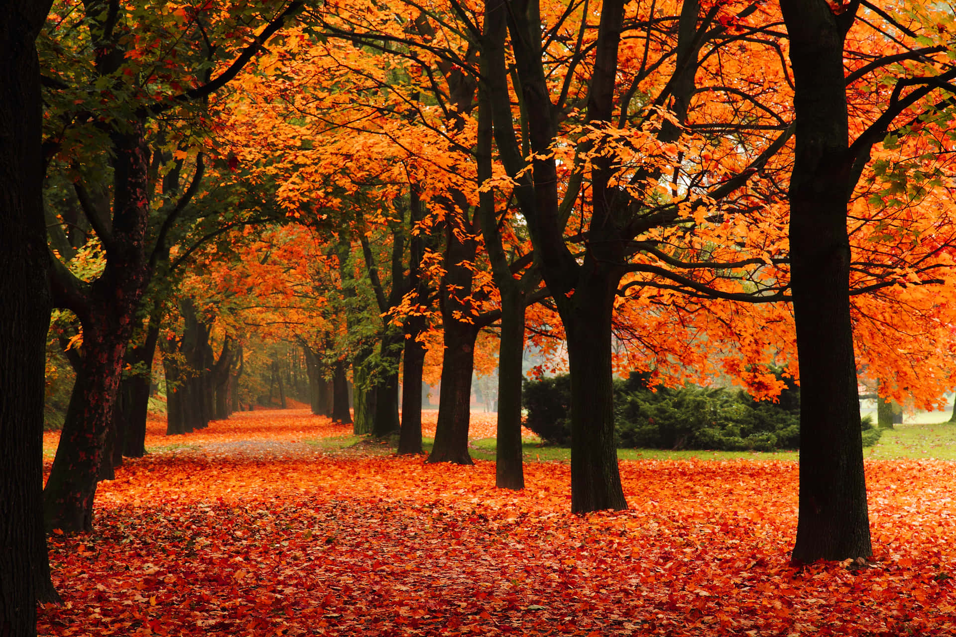 Seskönheten I Hösten I Denna Fantastiska Fotografisk Bild.
