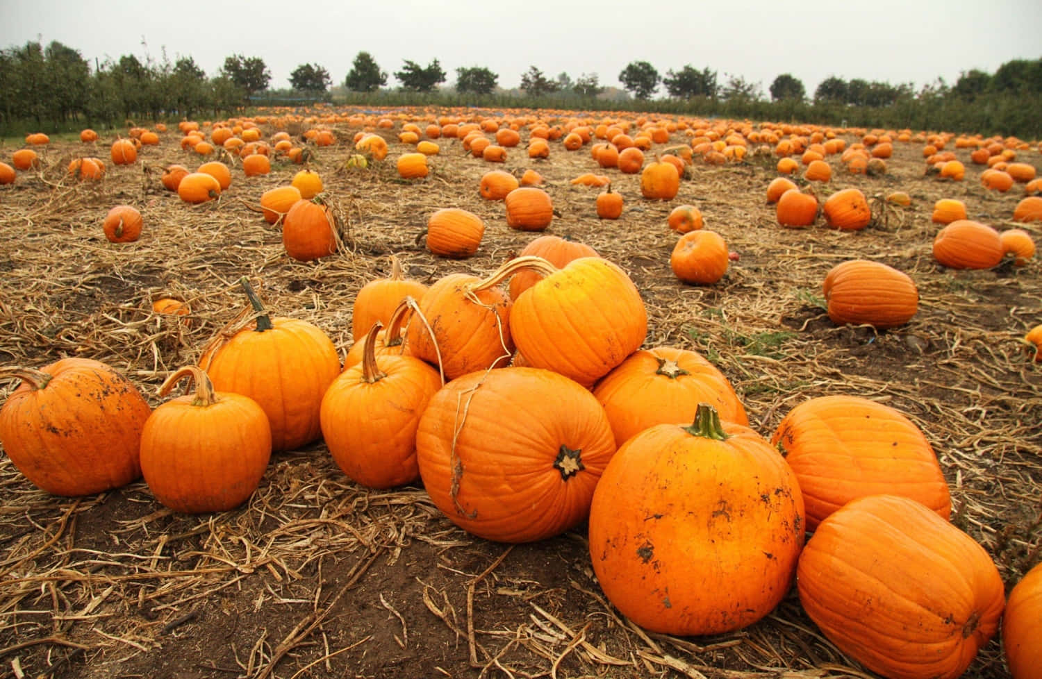 Pumpkins In A Field With A Lot Of Leaves Wallpaper