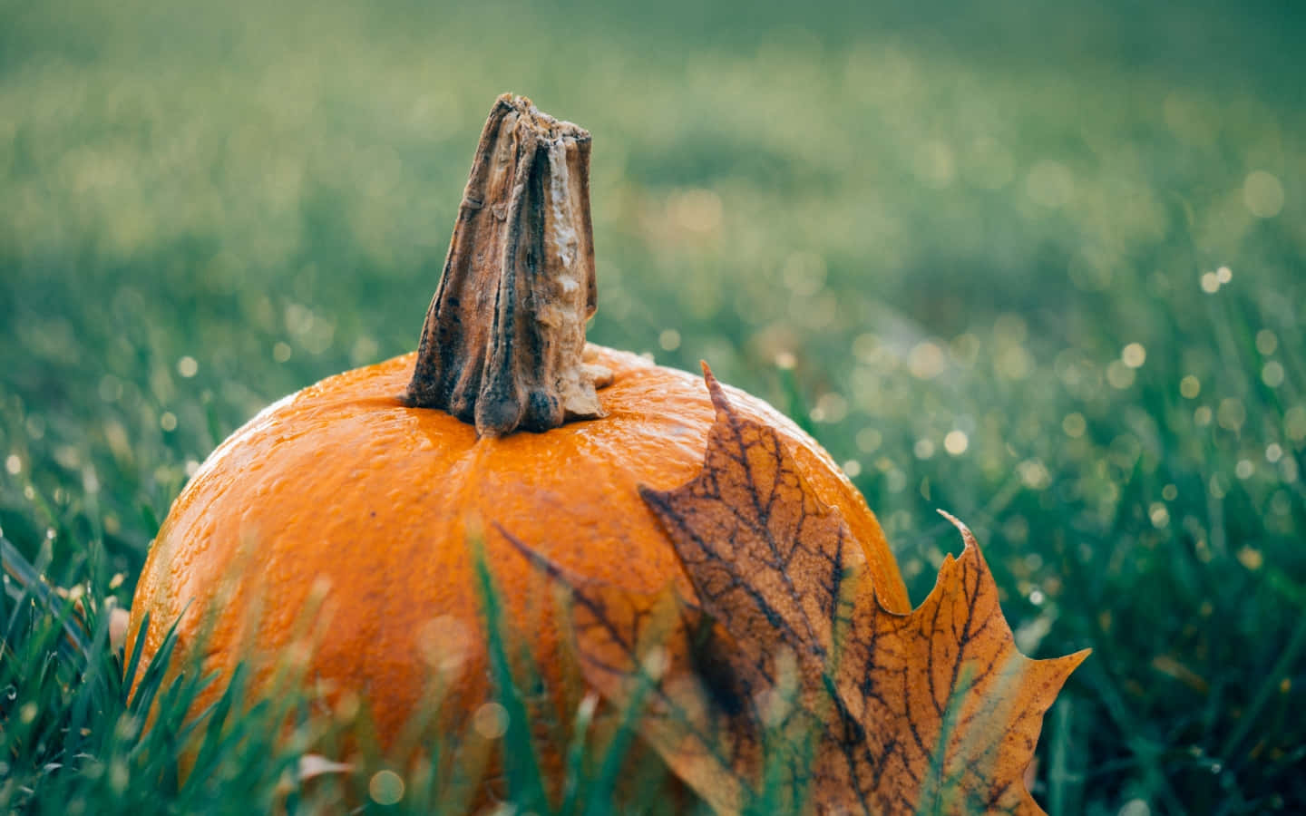 Enchanting Fall Pumpkin Display