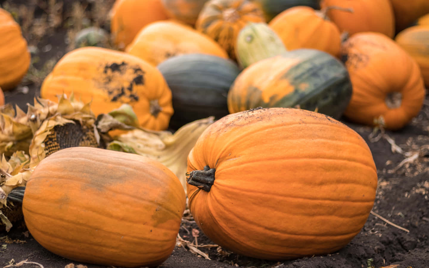 Caption: Autumn pumpkins surrounded by colorful fall foliage