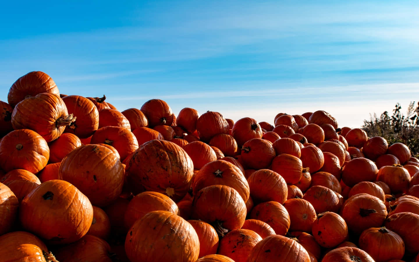 Festive Fall Pumpkin Display