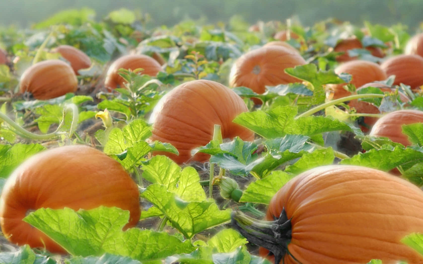A beautiful Fall Pumpkin background for a cozy autumn vibe
